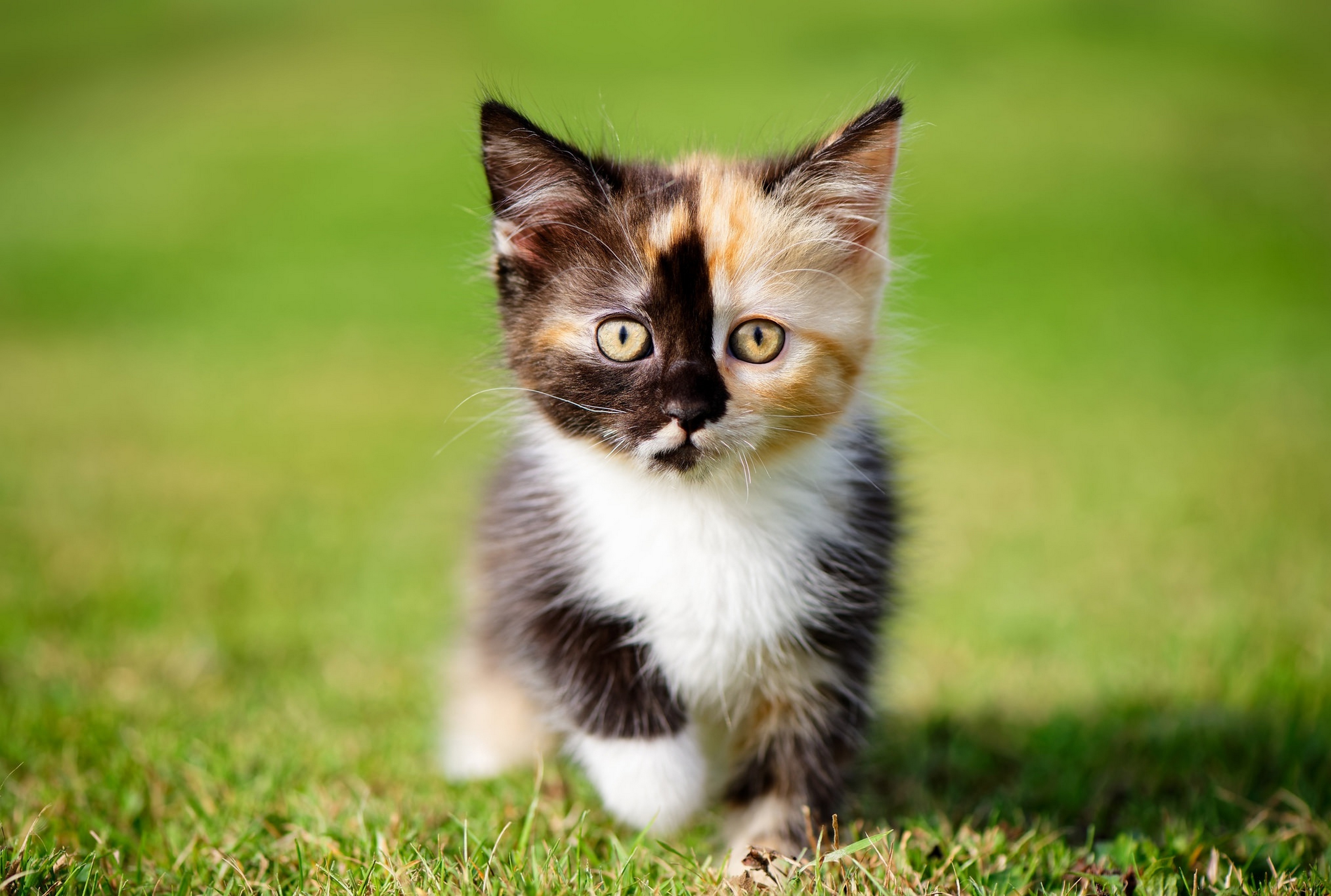 Картинки котиков. Маленькие котики. Разноцветные котята. Трехцветный котенок. Милый котенок.