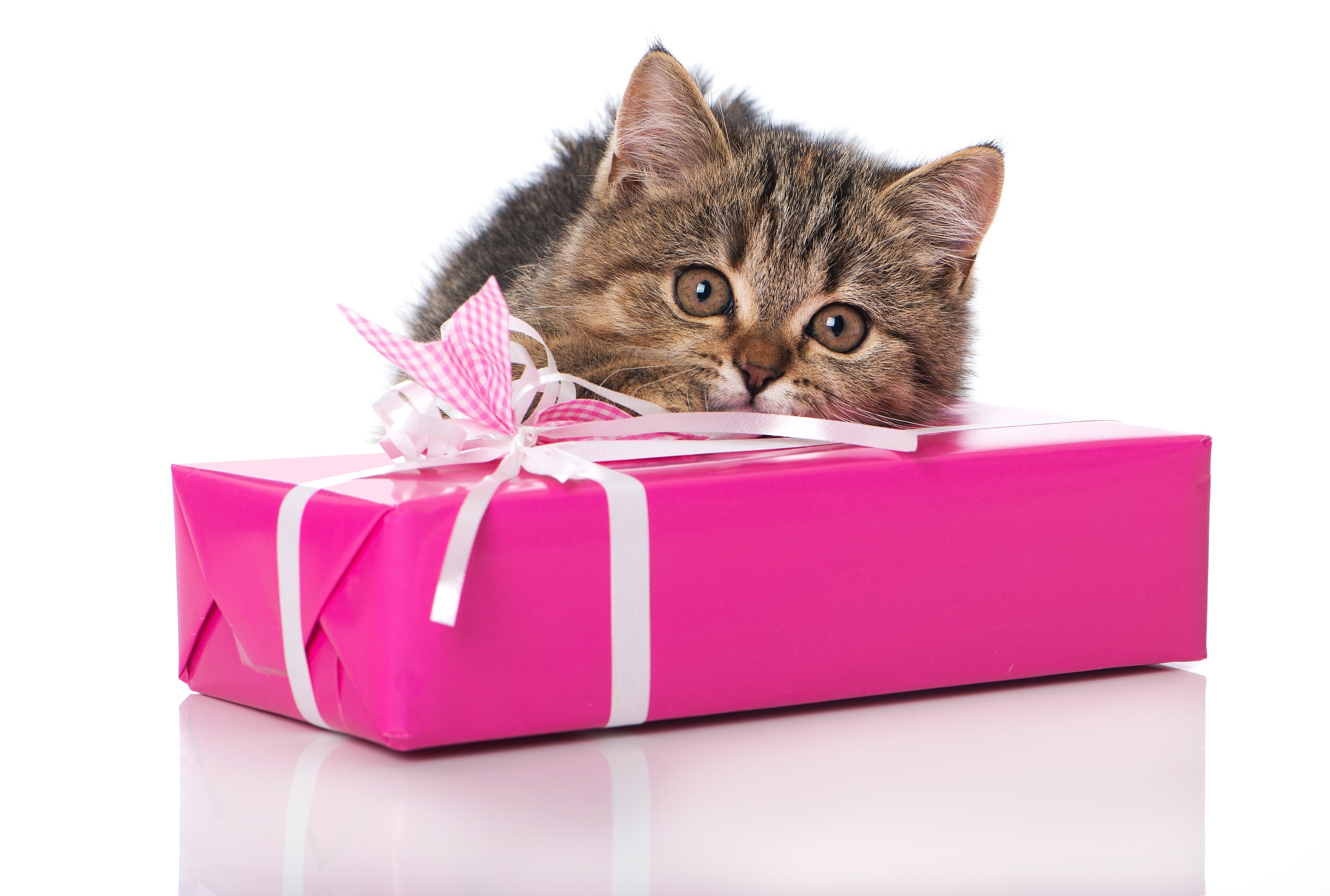Кот с подарком