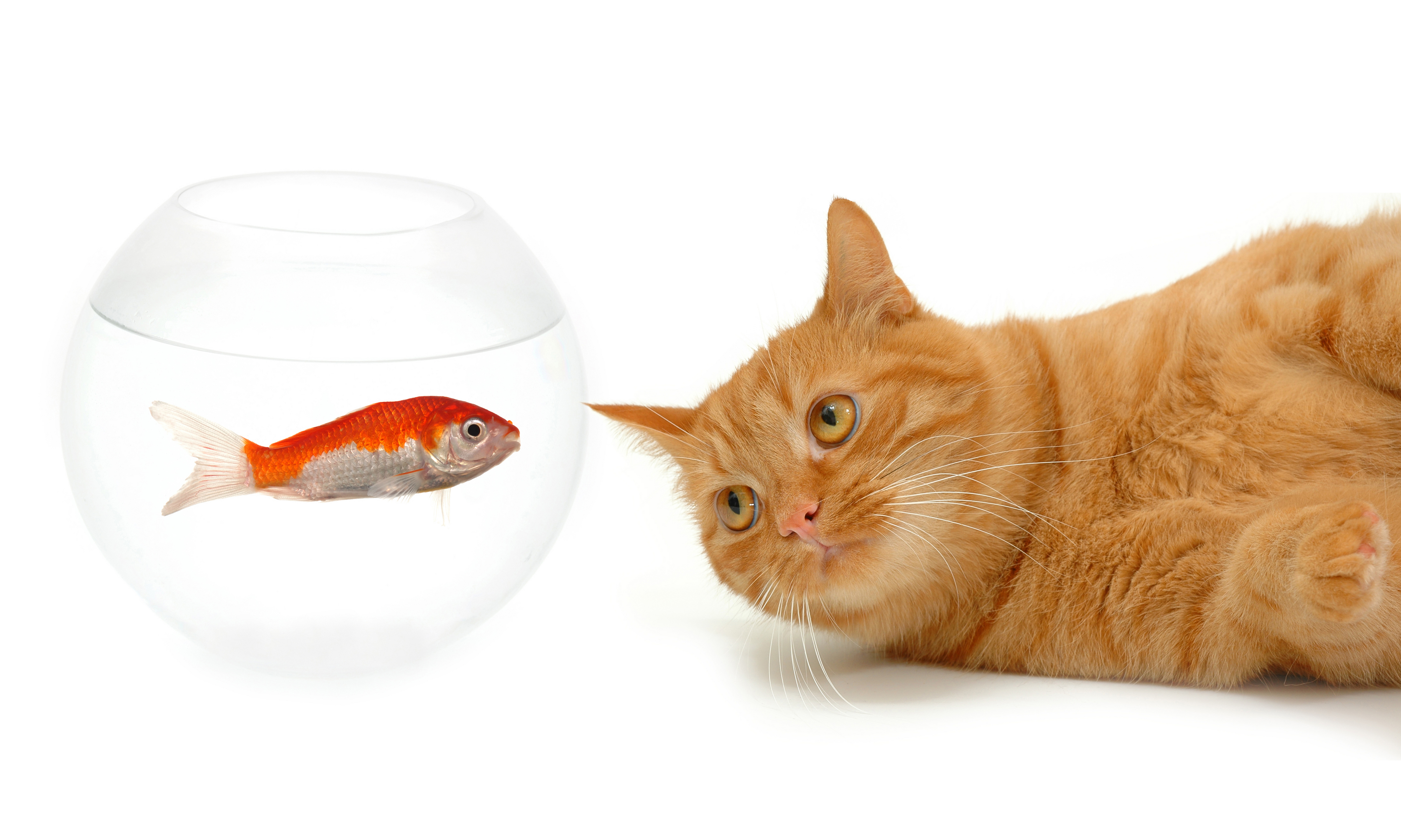 Кошечка рыбка. Кот с рыбой. Аквариумные рыбки на белом фоне. Рыбки для кошек. Рыбки на белом фоне.