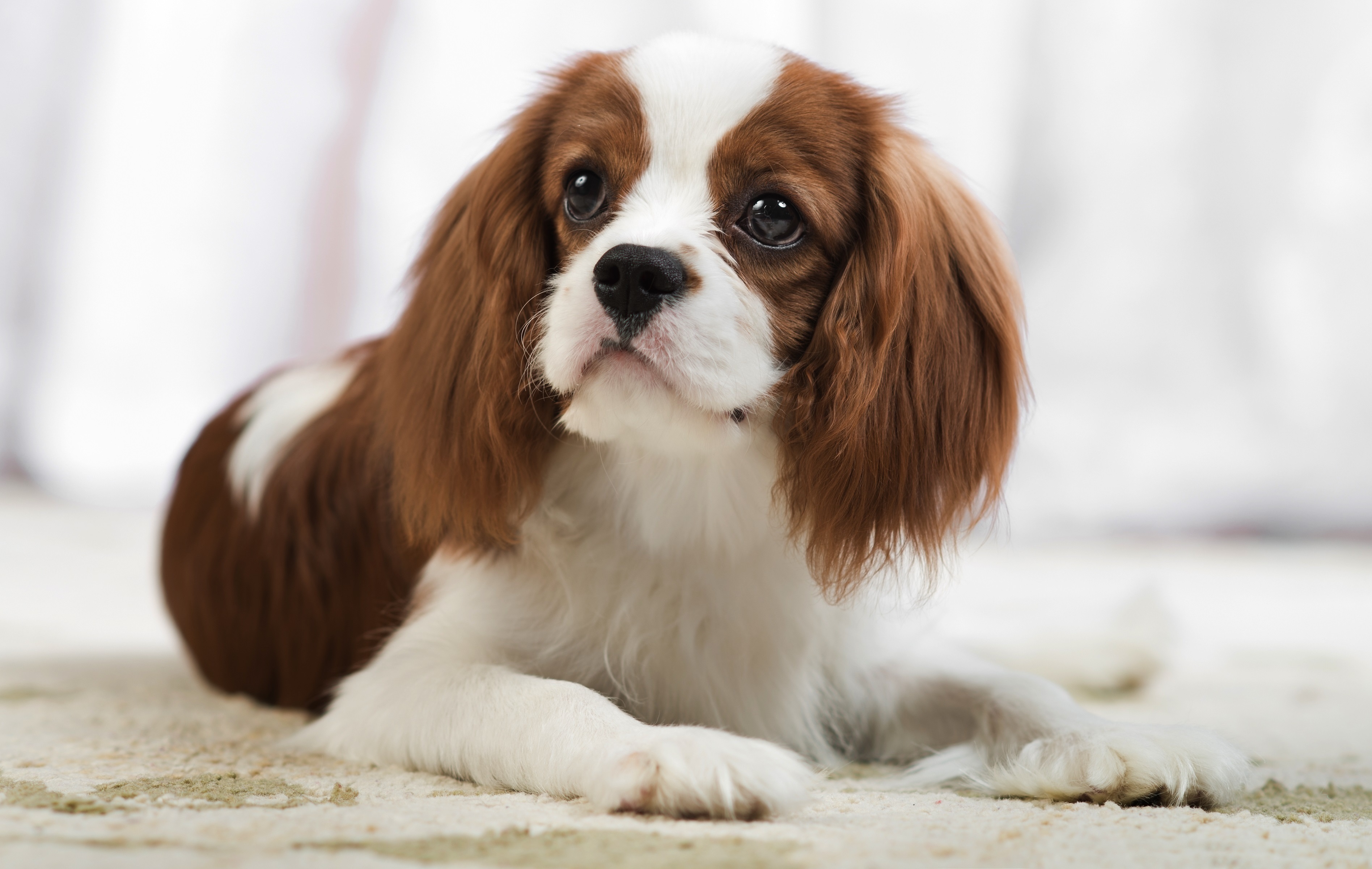 Cavlier king charles spaniel