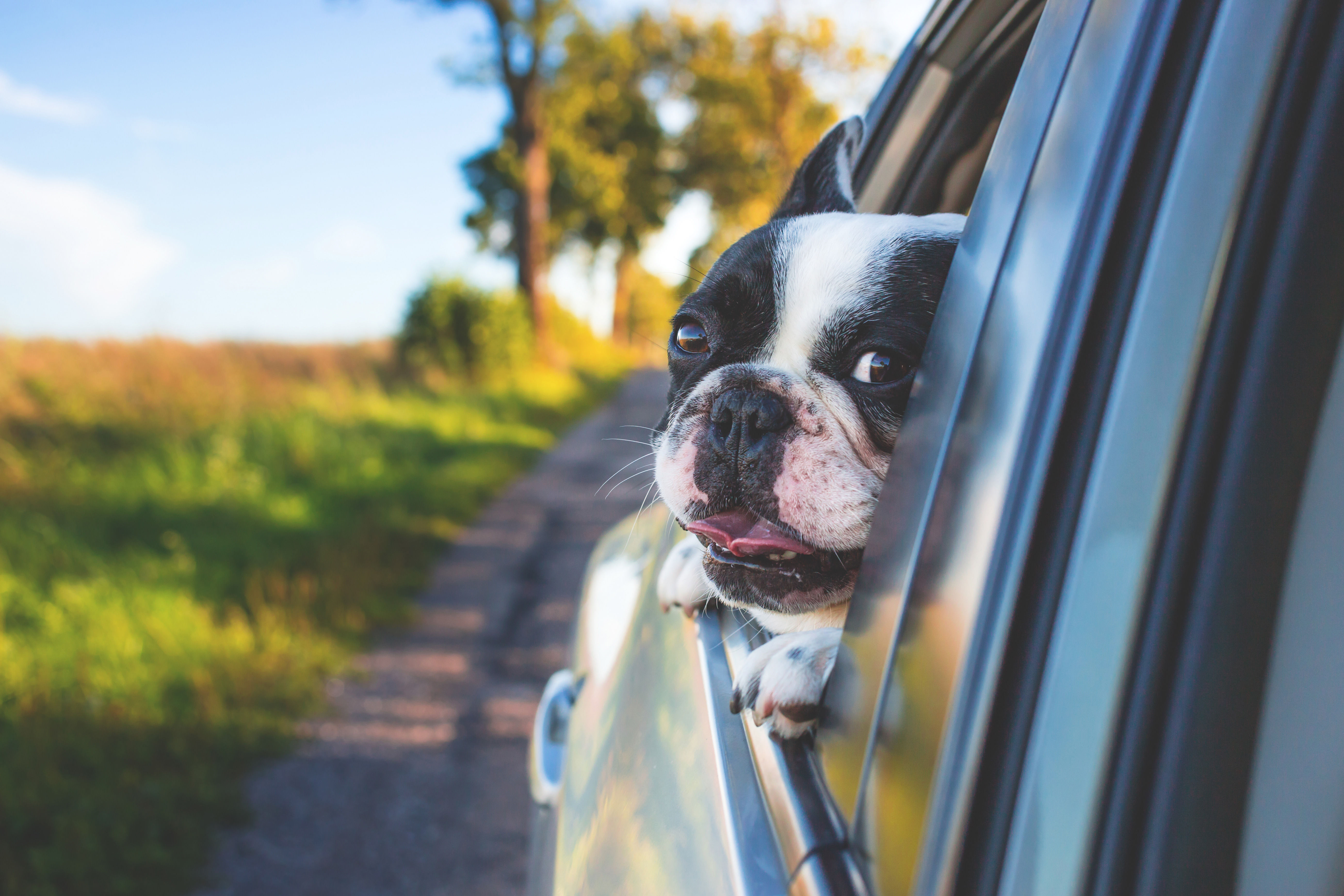 Cars dogs. Собака в машине. Собака из окна машины. Собака в окне машины. Окно автомобиля.