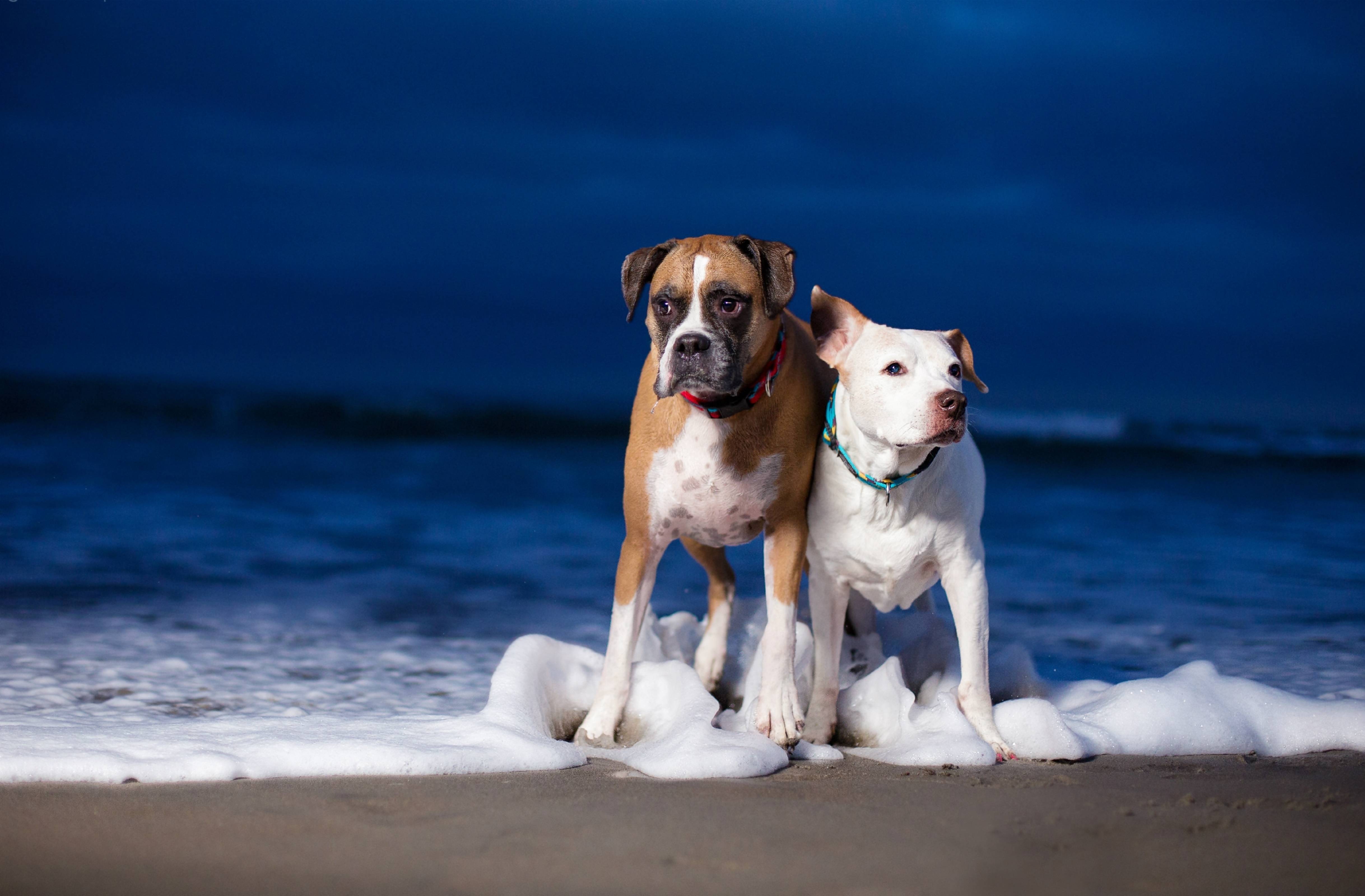 We two dogs. Боксёр собака. Амстафф. Собака на фоне моря. Заставка на рабочий стол собаки.