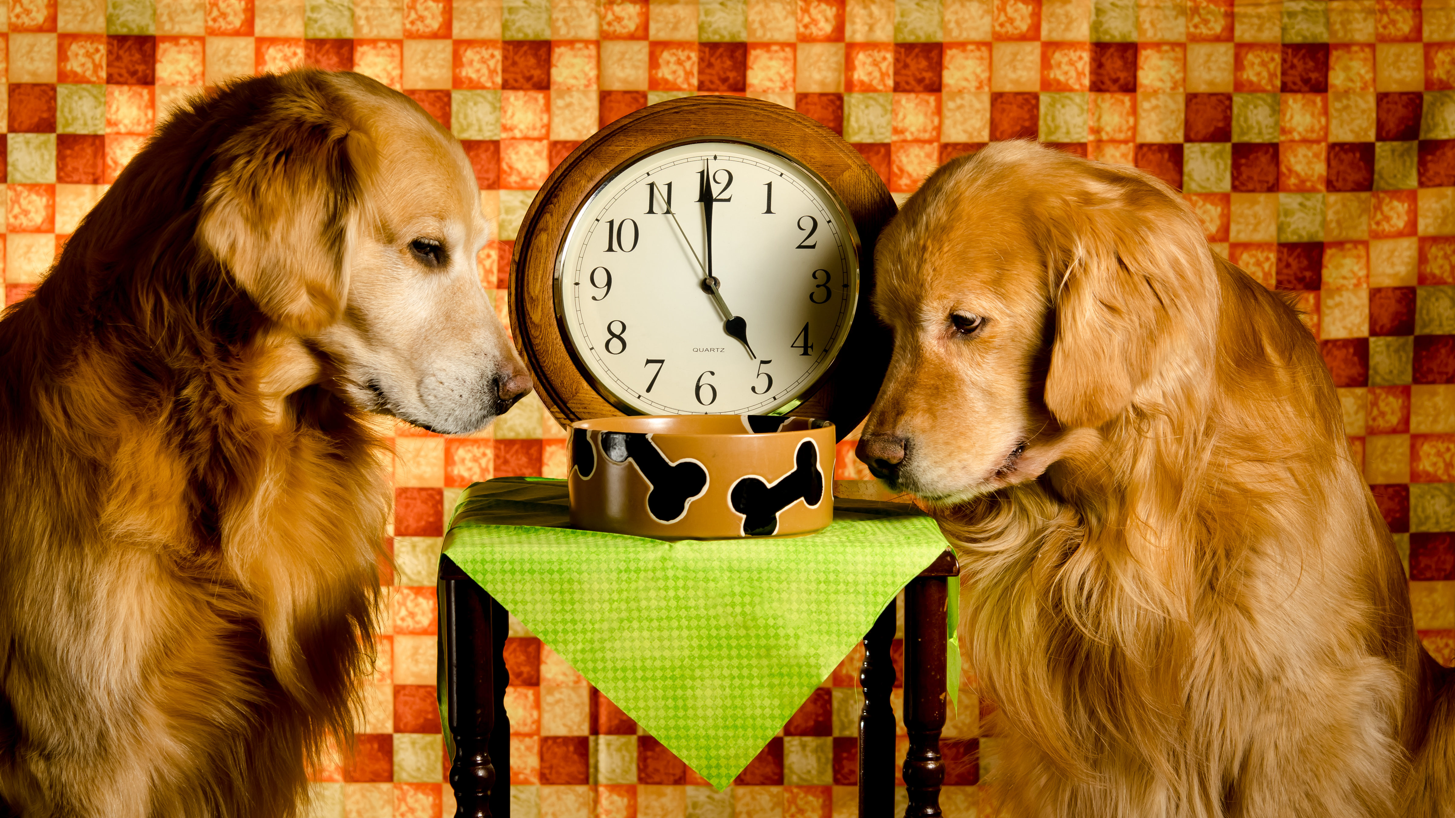 Waiting for dinner. Собака и часы. Собачьи часы. Животные с часами. Часики собака.