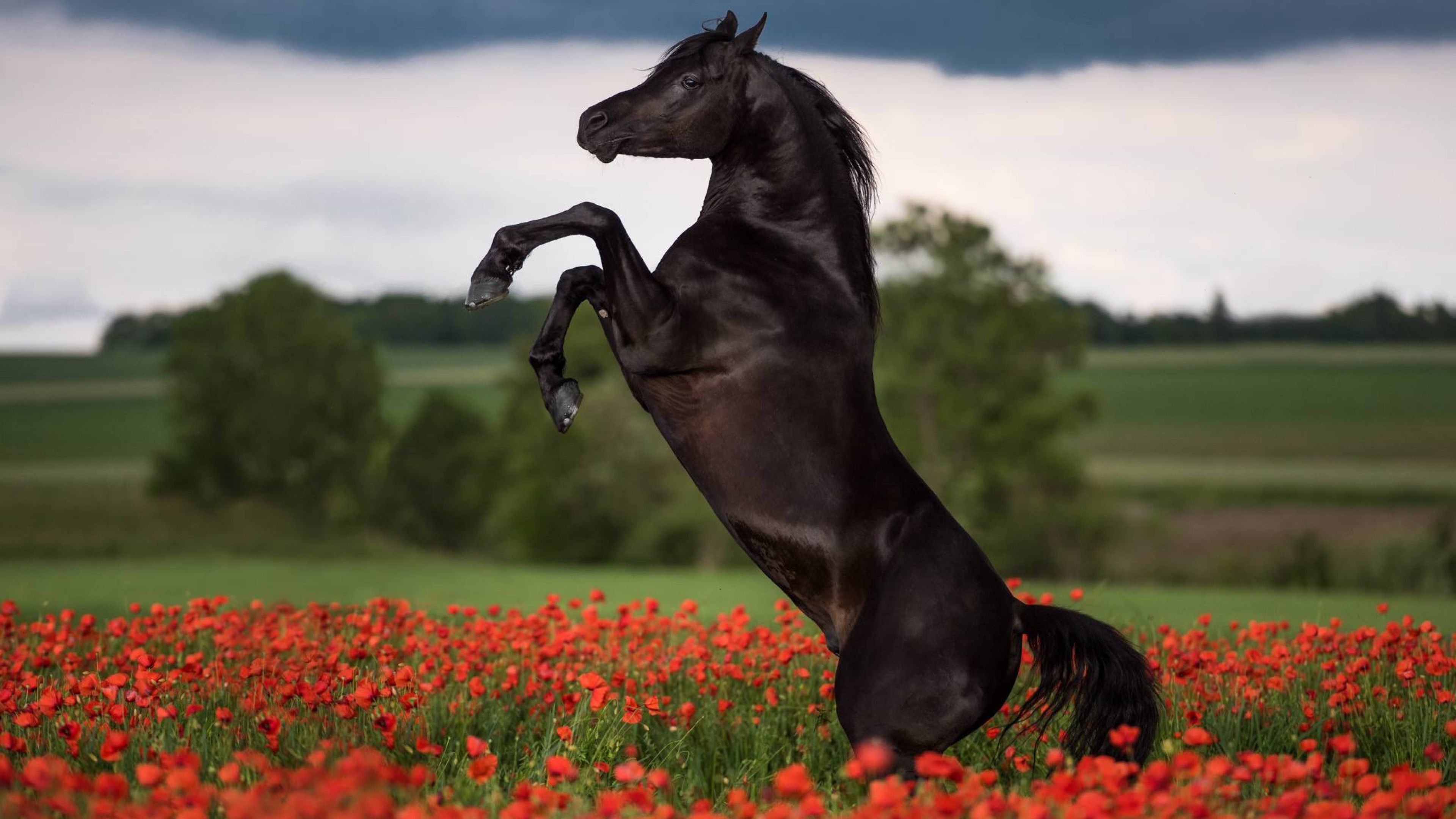 Про лошадей красивый