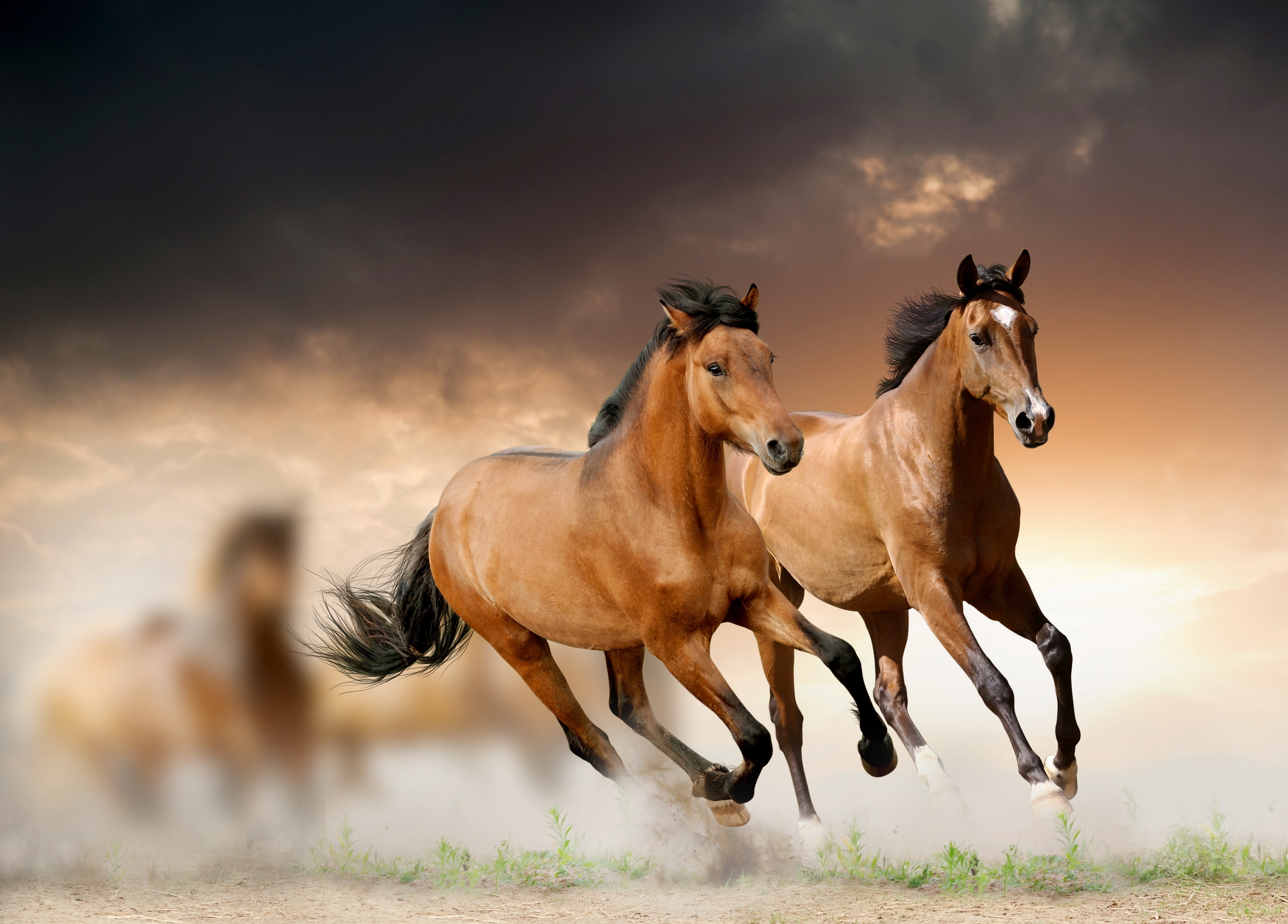 Картинки лошадей на заставку. Дикий гнедой Мустанг. Лошадь бежит. Красивые лошади. Две лошади.