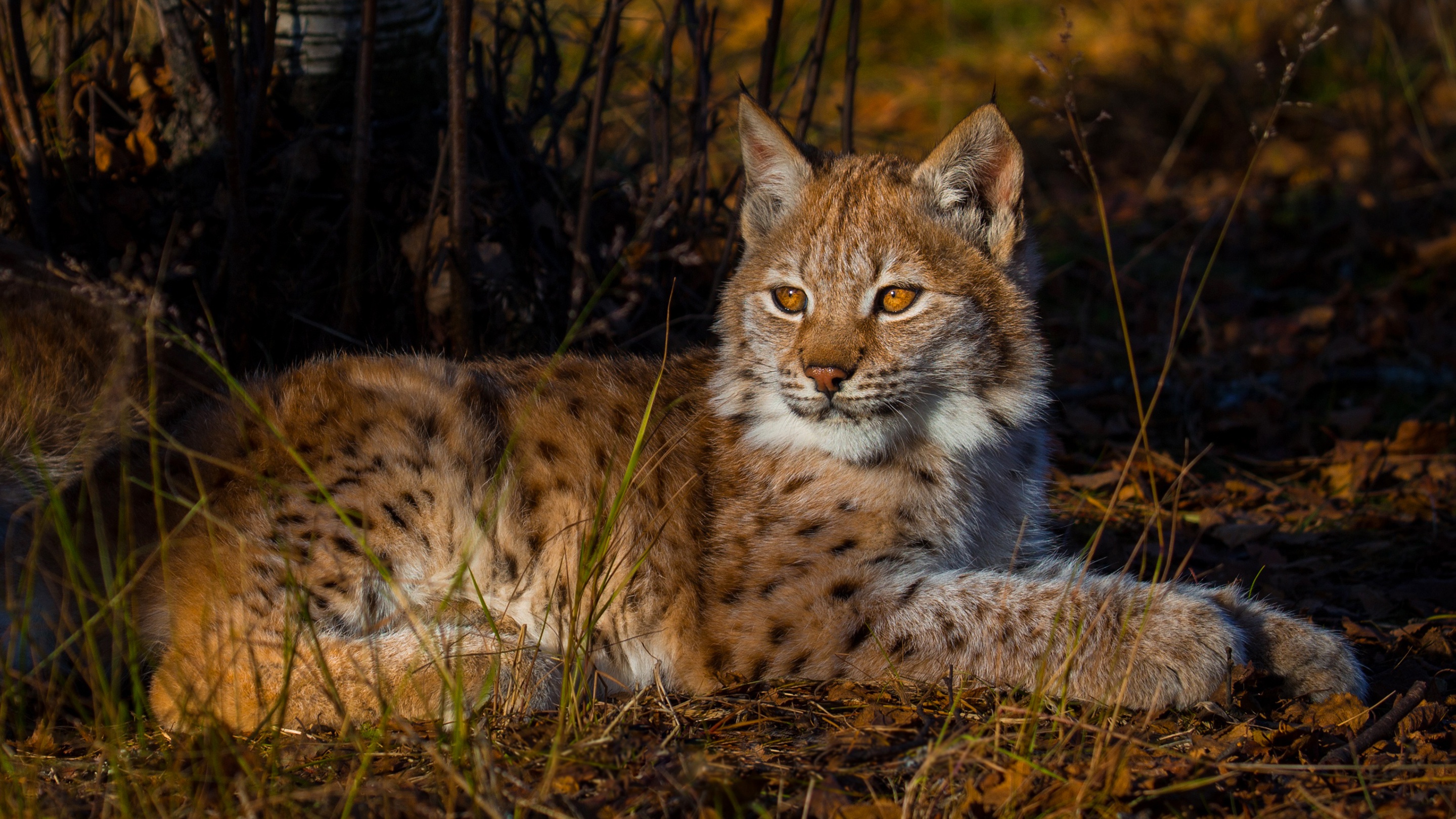 Три рыси. Обыкновенная Рысь. Рысь (Lynx Lynx) в дикой природе. Балканская Рысь. Рысь Лесная кошка.