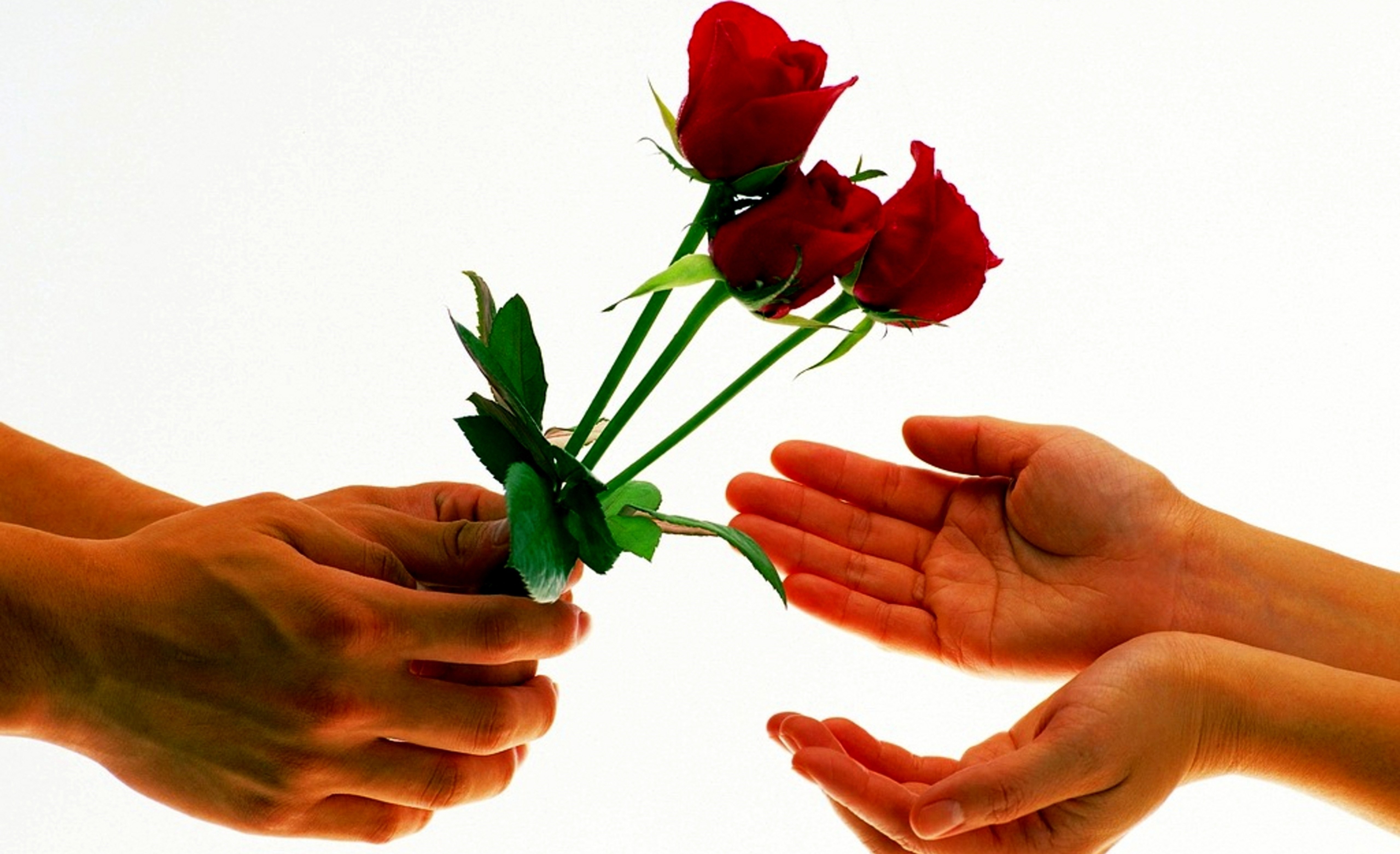 Сколько цветов можно дарить четные. Цветы для любимой девушки. Дарит цветы. Цветы в мужских руках. Девушка с цветком.