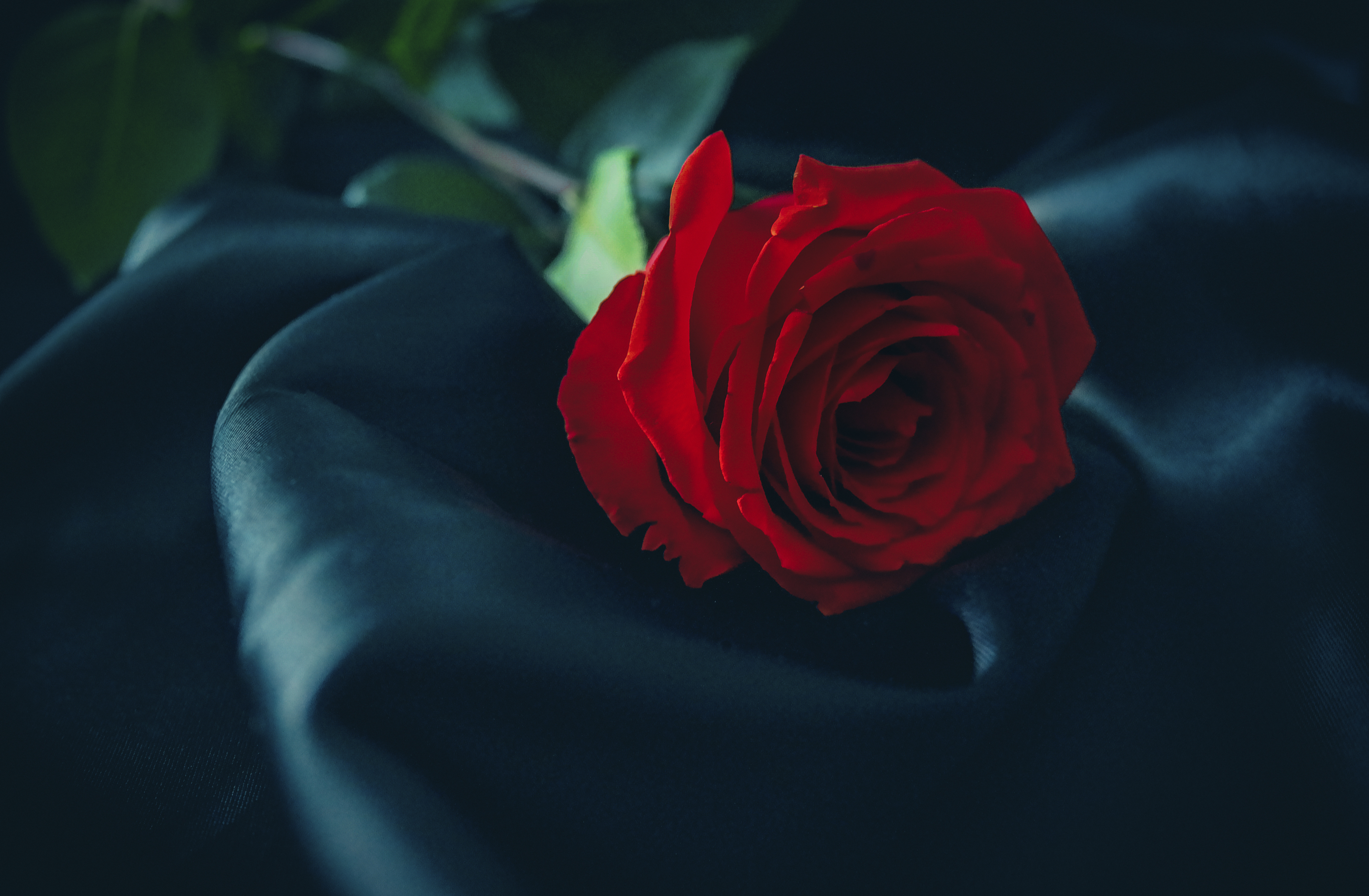 Роза на черном шелке