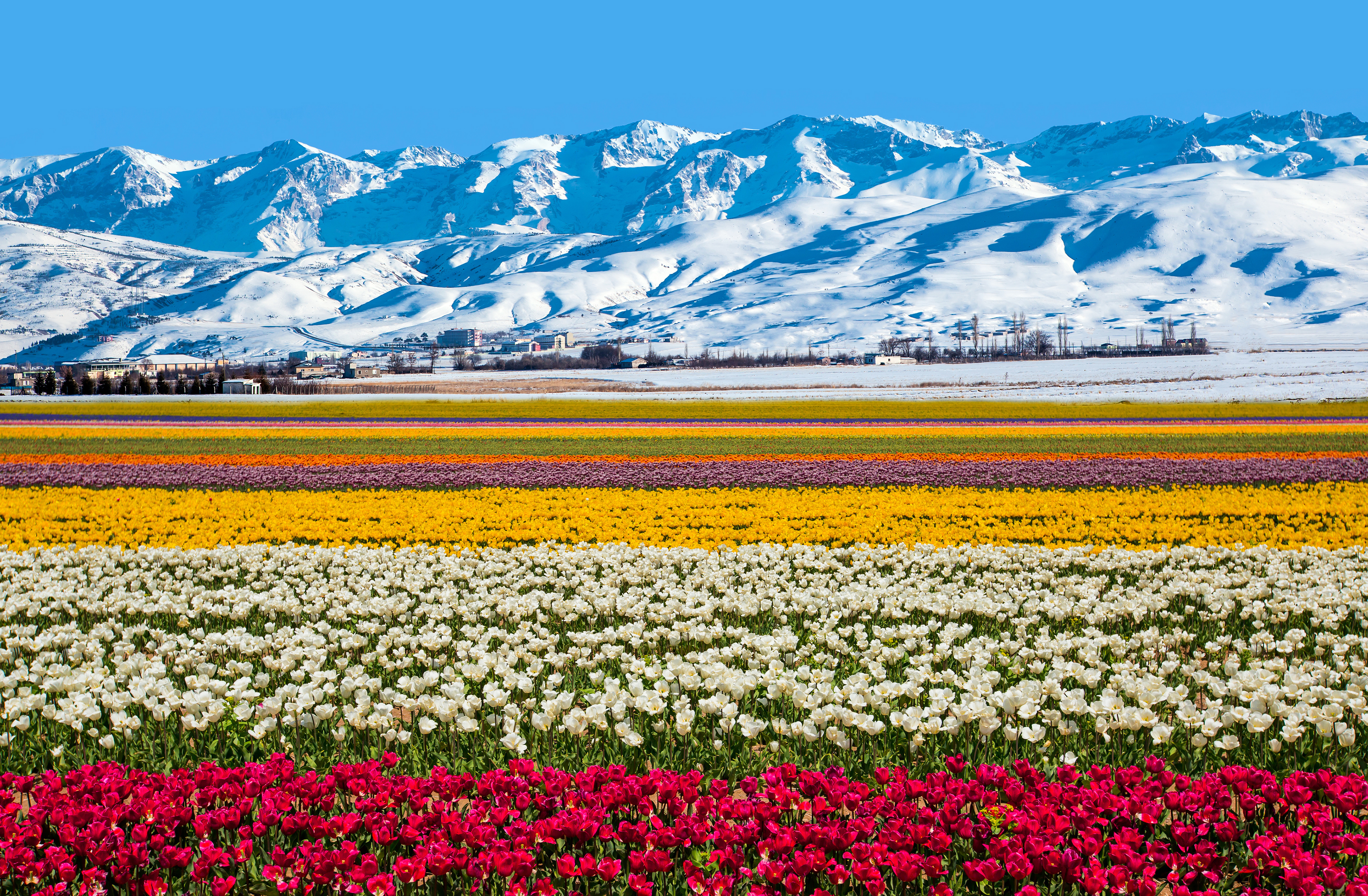 Тюльпановые поля в Казахстане