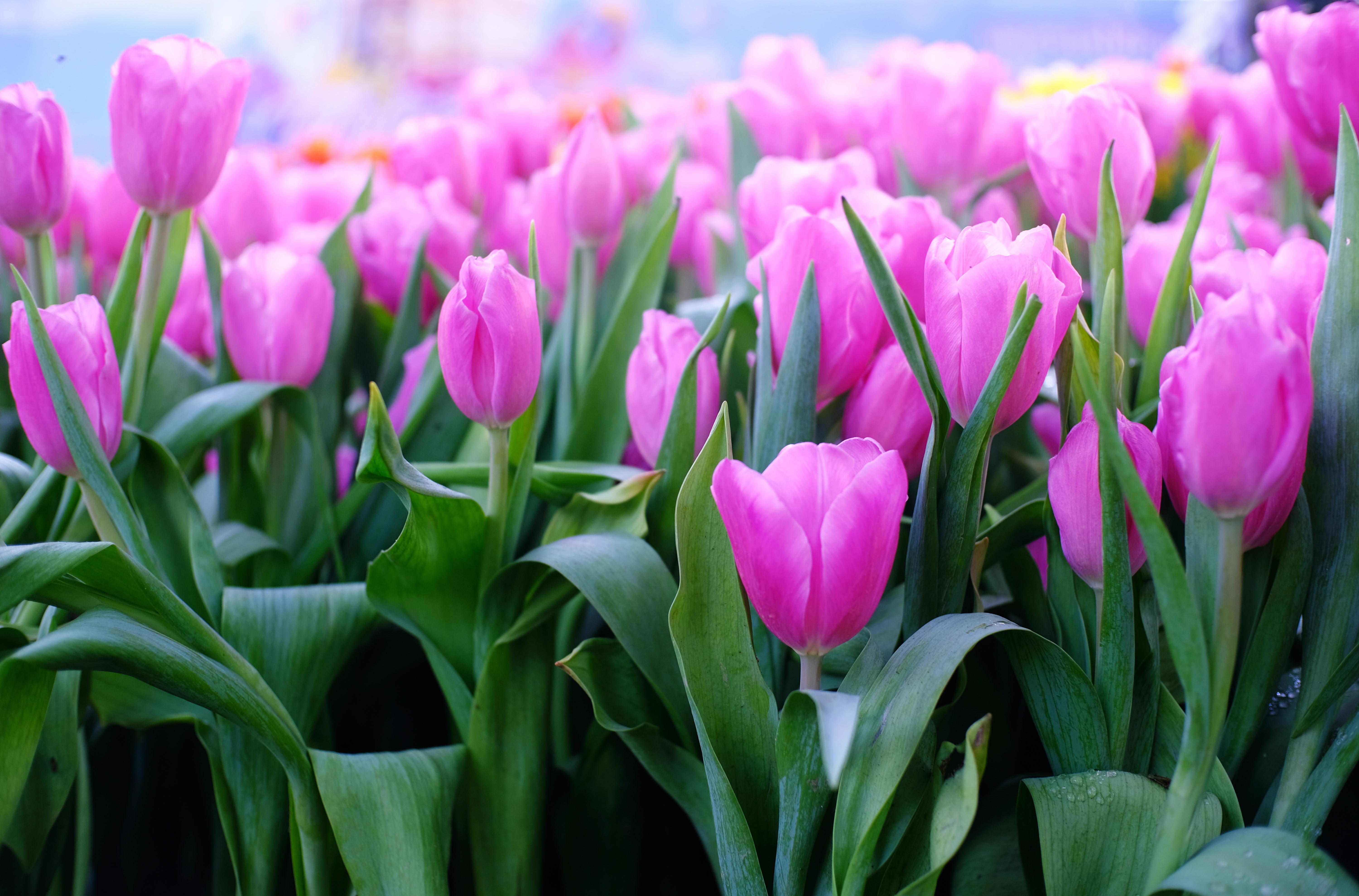 Весенние тюльпаны картинки красивые. Тюльпан Пинк Сноуи. Тюльпан Кассия. Тюльпан Джетстрим. Розовые тюльпаны.
