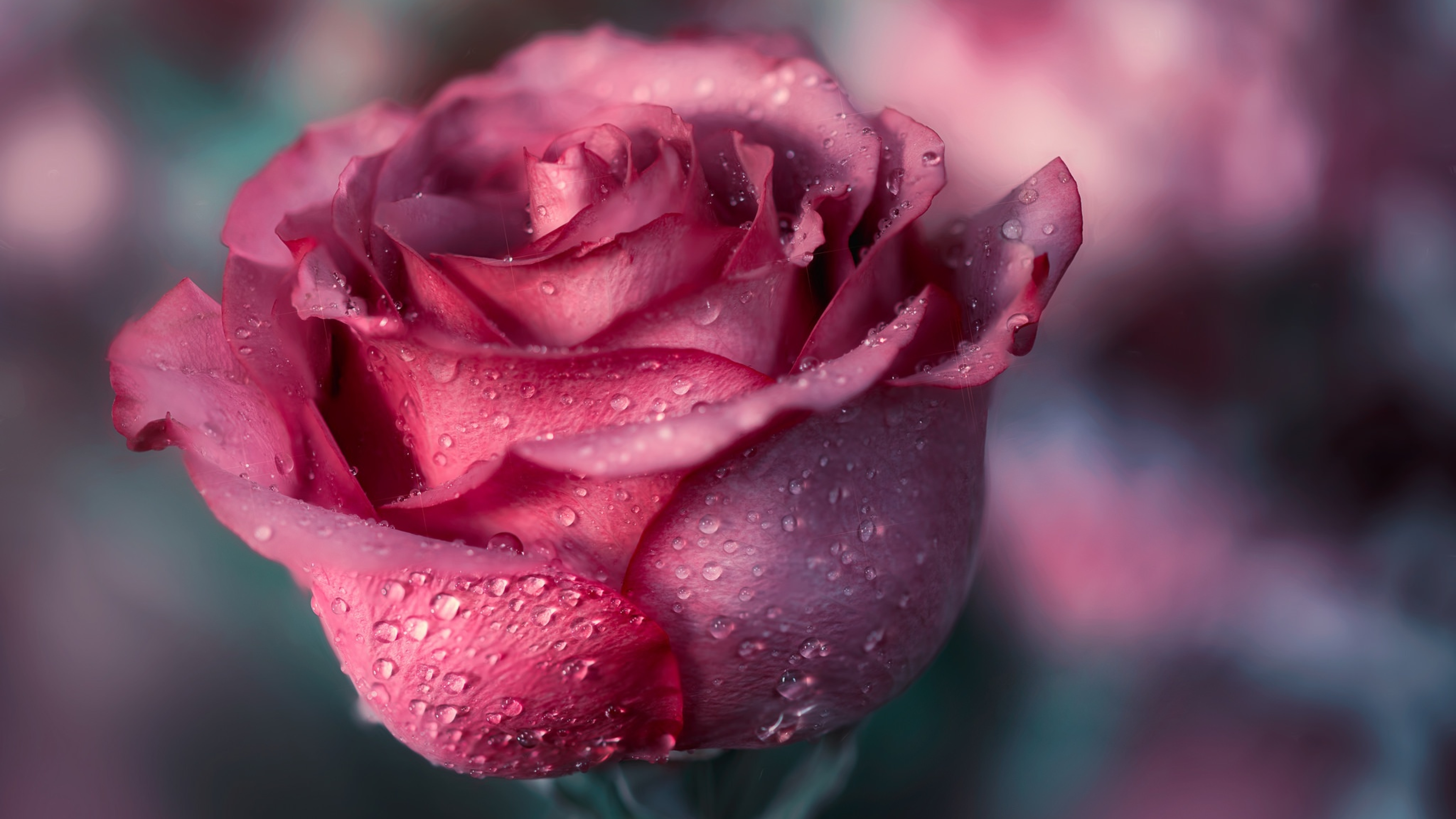 Розы красивое видео. Розовые розы. Шикарные цветы. Розовые розы с росой.