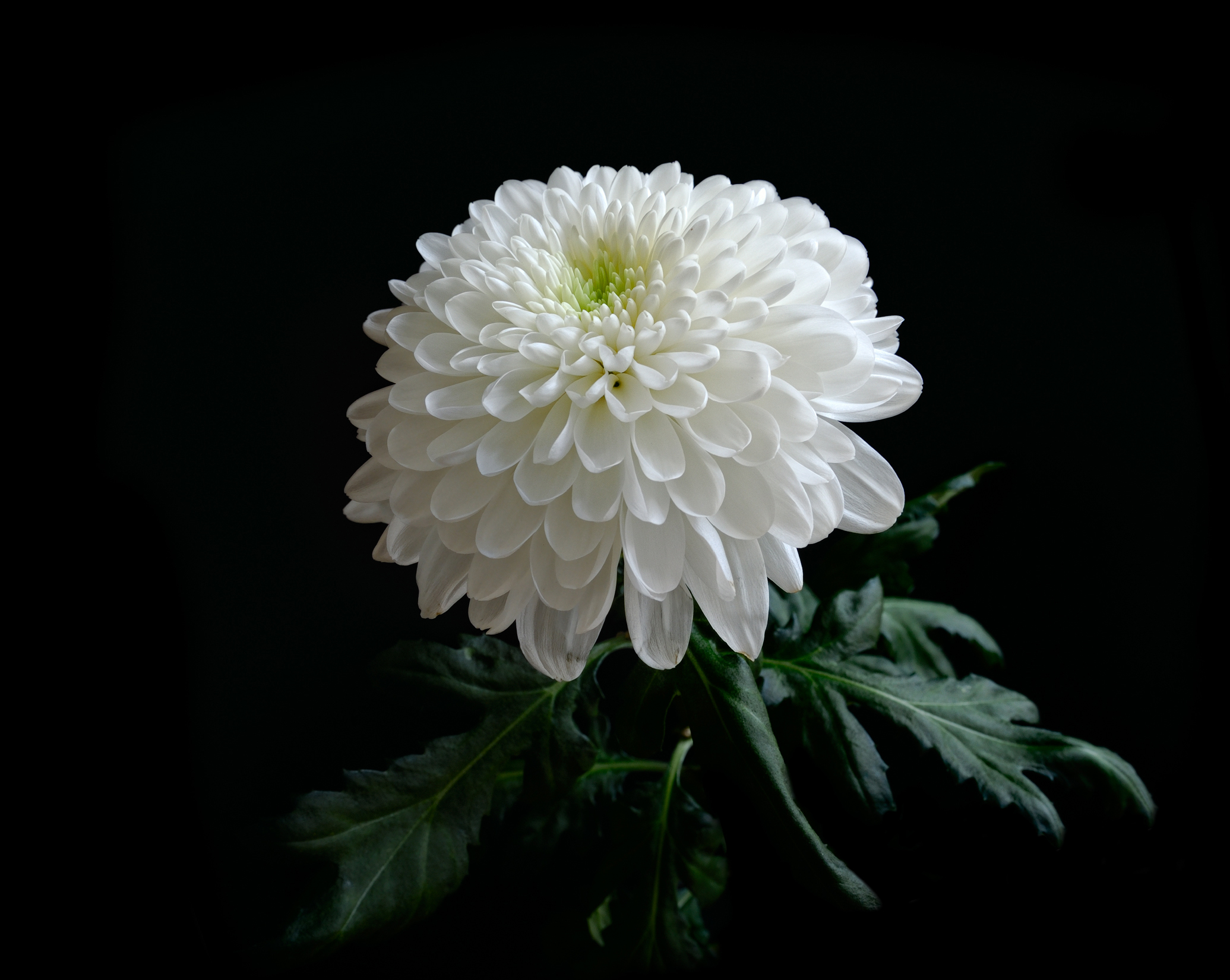 ромашковидная хризантема белая фото