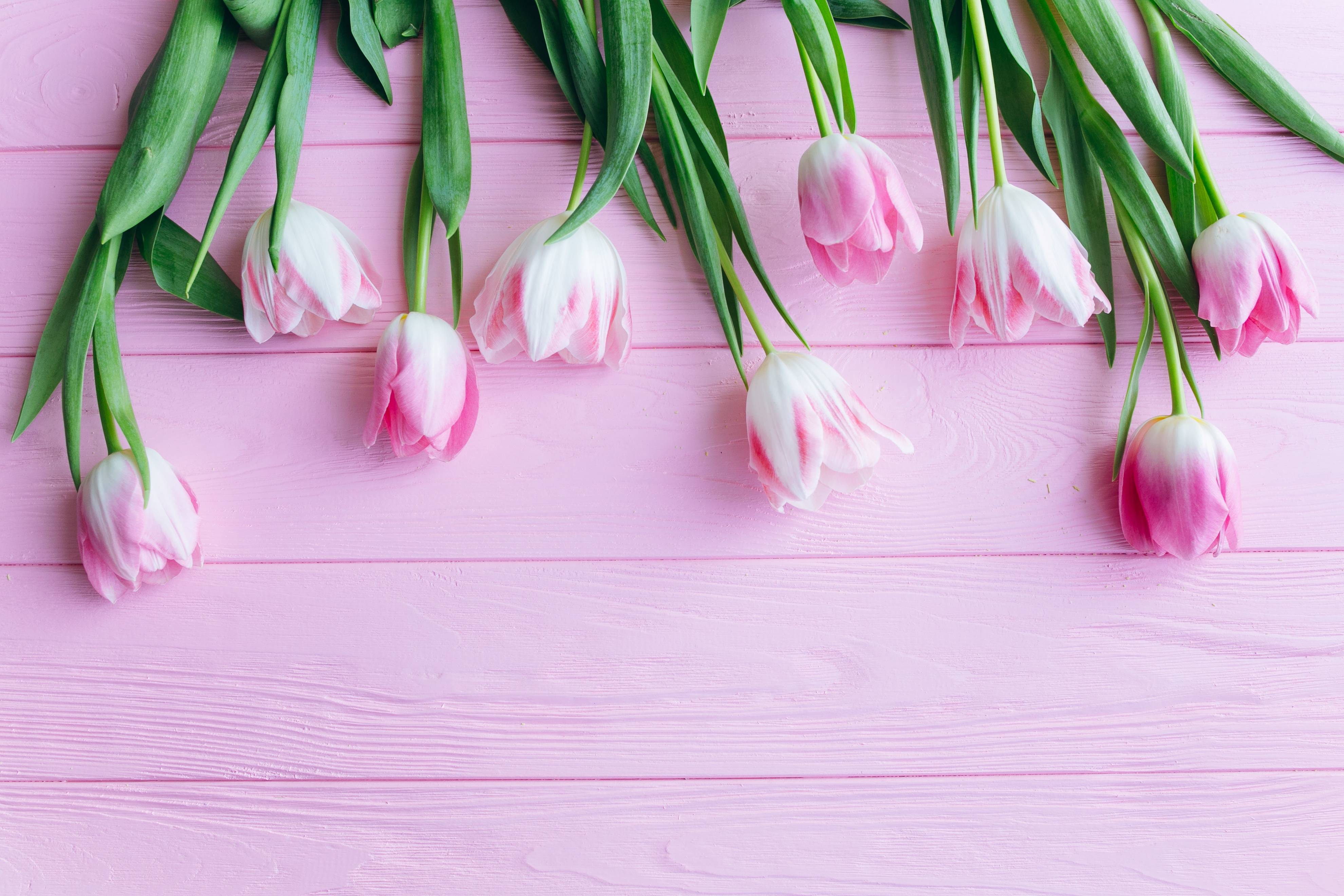Что значат розовые тюльпаны. Розовые тюльпаны. Нежные тюльпаны. Весенние цветы тюльпаны. Весенние розовые тюльпаны.