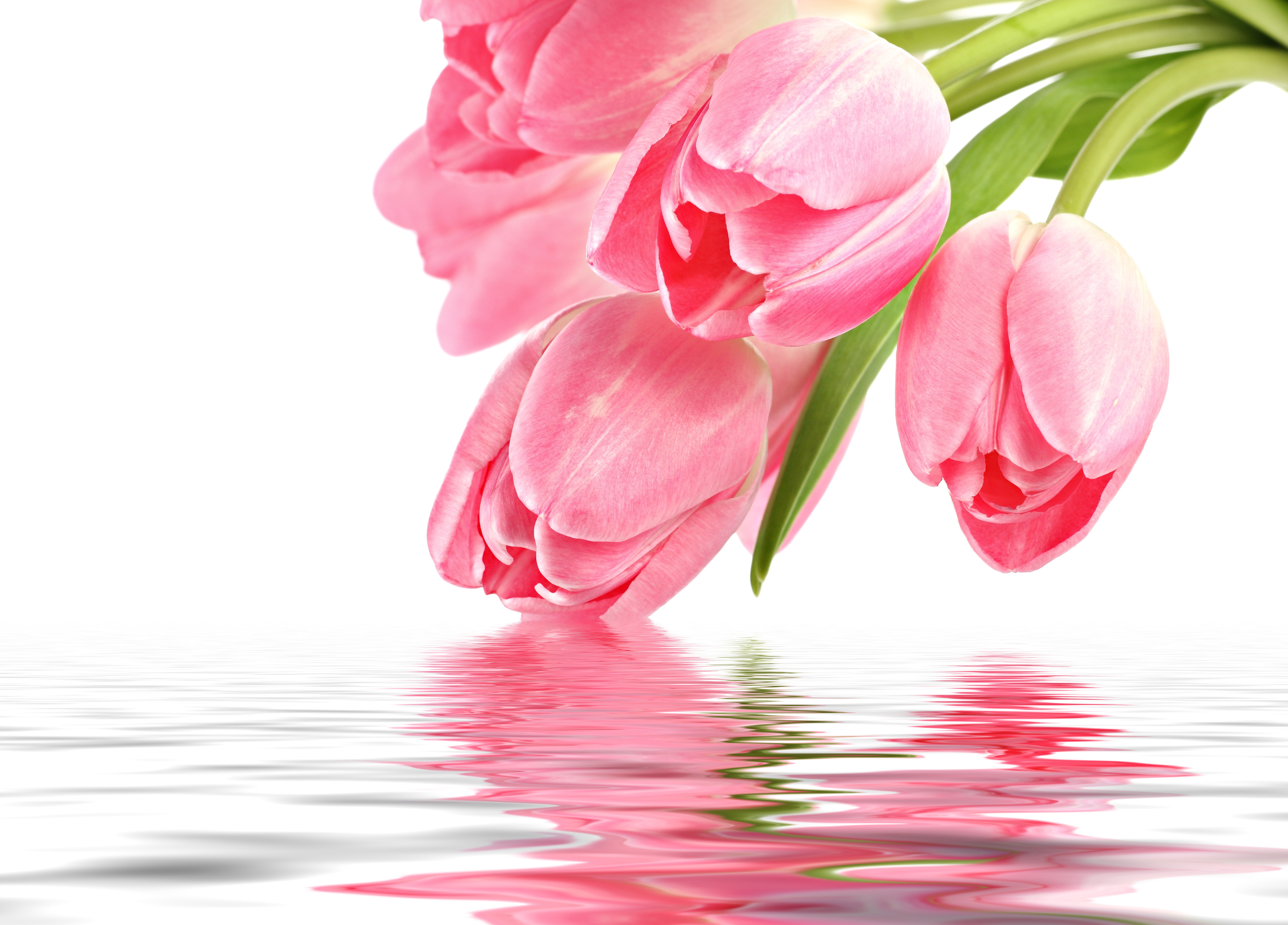 Фон тюльпаны нежный. Розовые тюльпаны. Нежные тюльпаны.