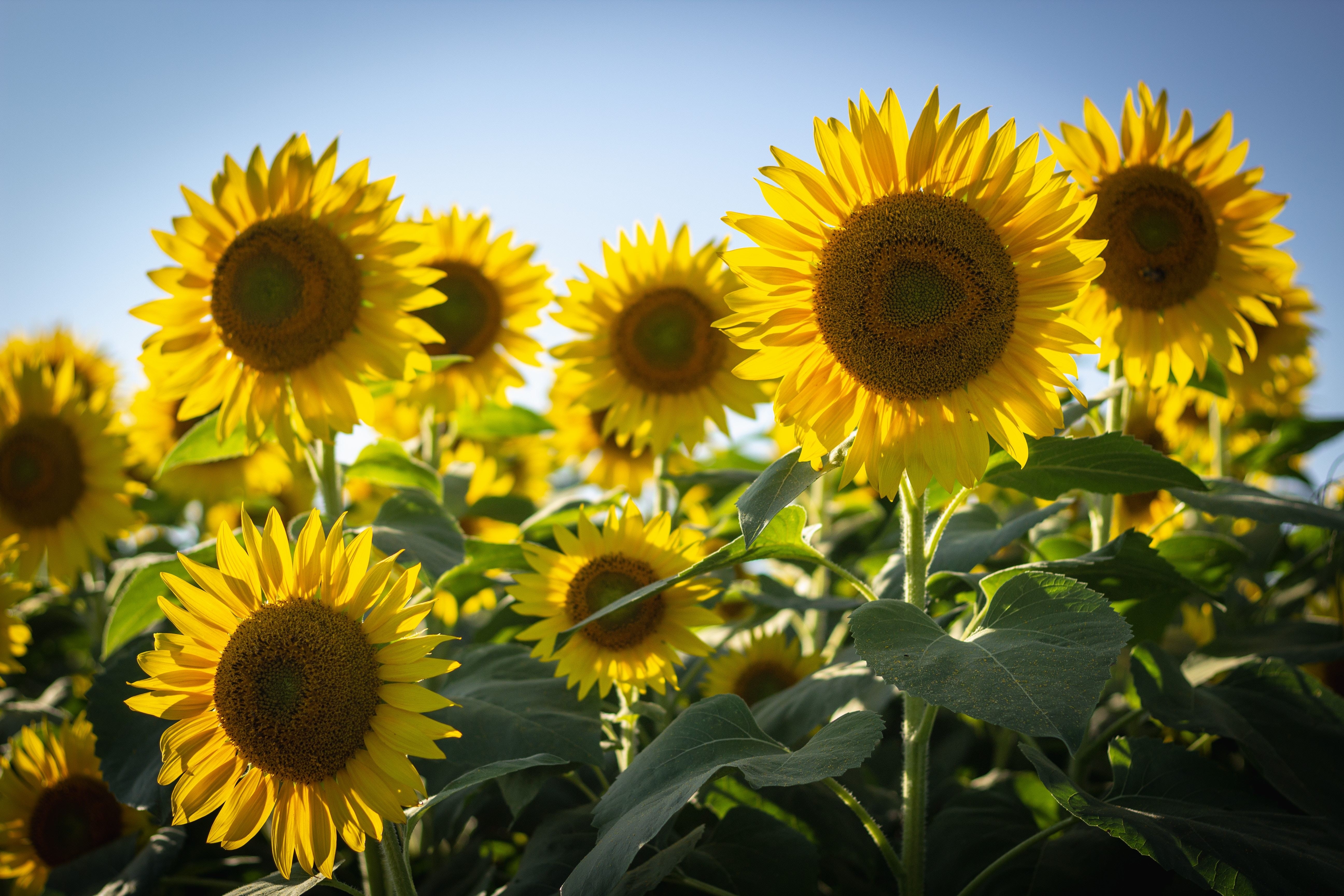 Sunflower. Подсолнухи. Август Подсолнухи. Подсолнух горизонтальный. Масличные культуры.