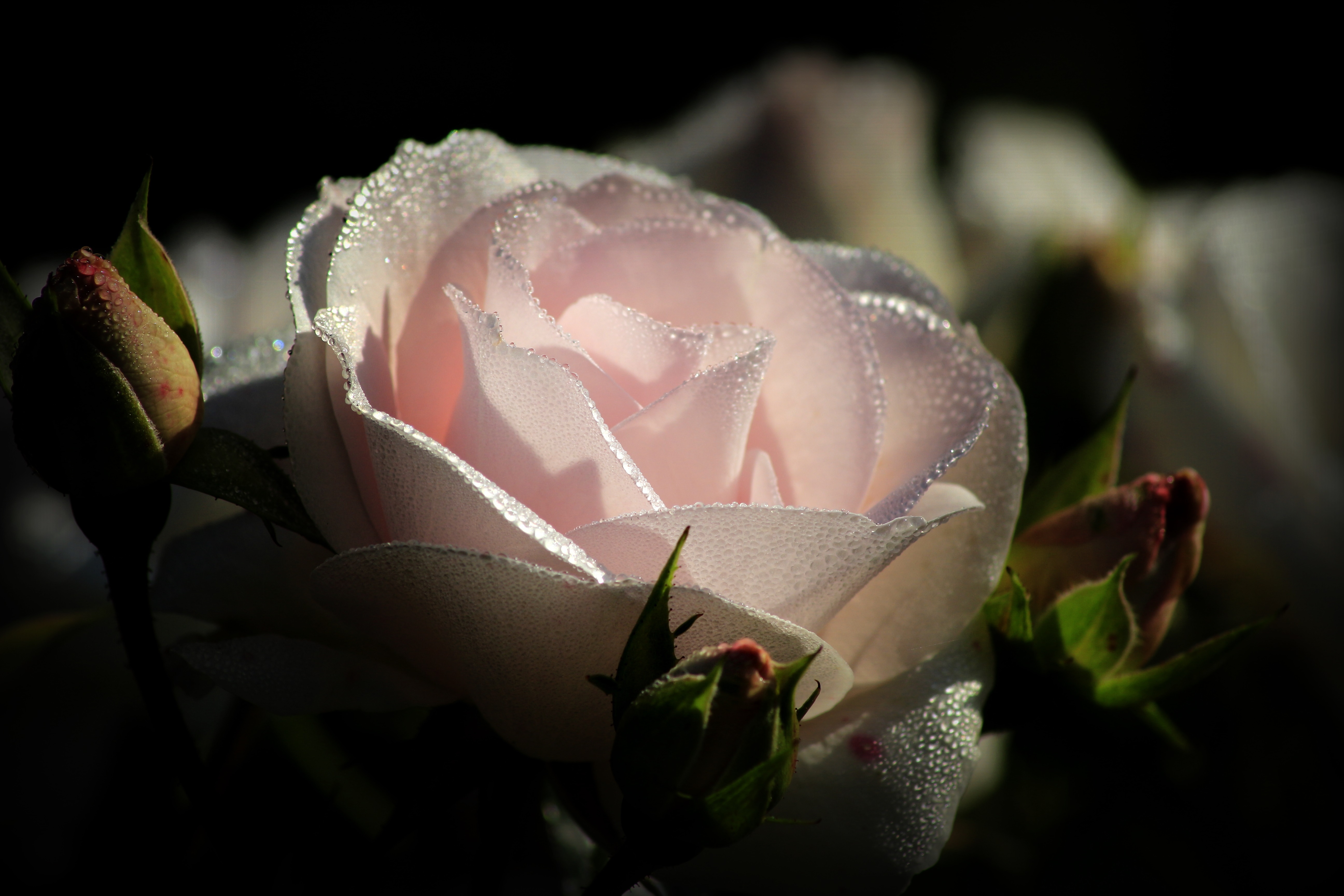 Белая роза в каплях росы фото