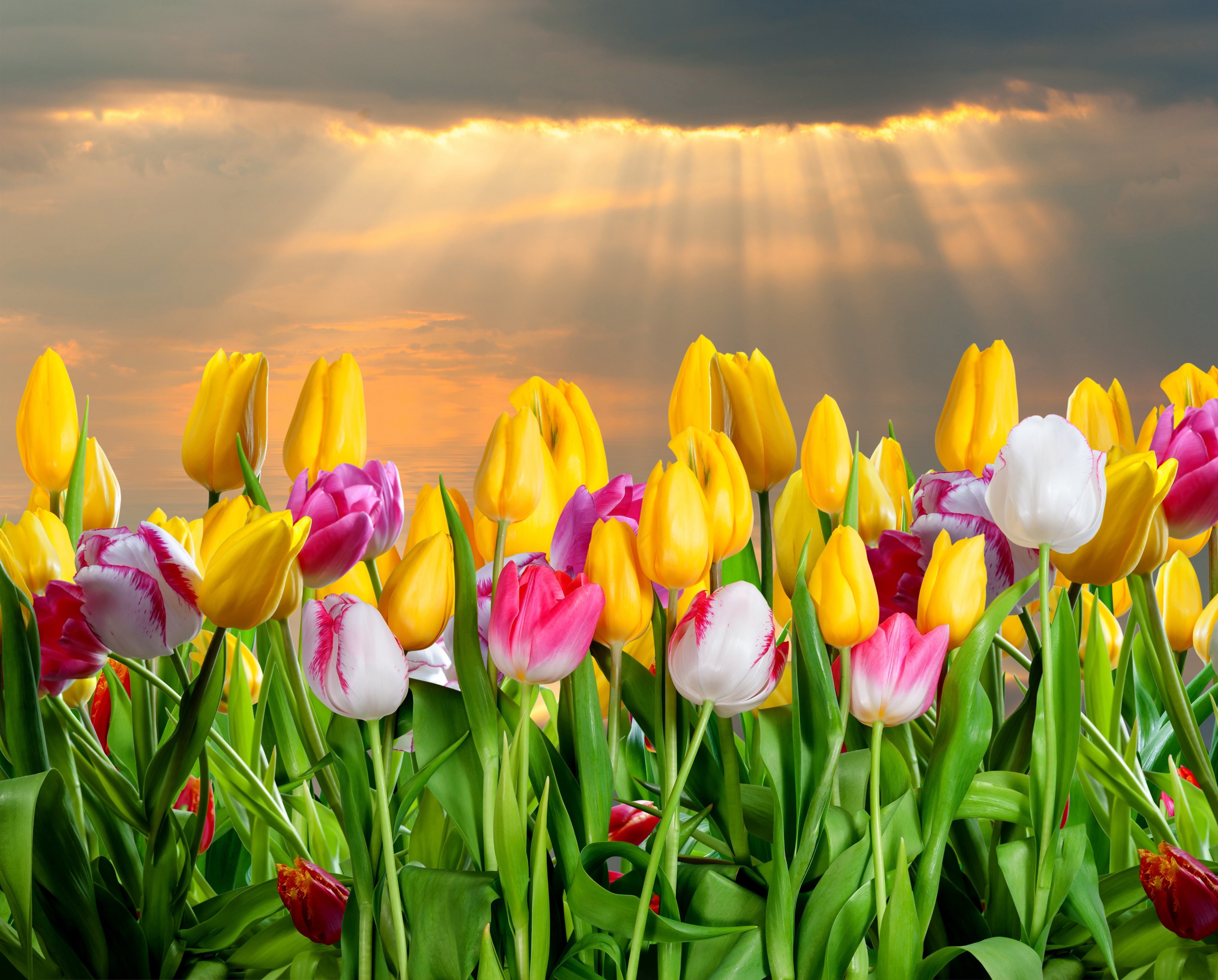 Обои на телефон красивые тюльпаны. Тюльпаны. Яркие весенние цветы. Весенние тюльпаны. Тюльпаны разноцветные.