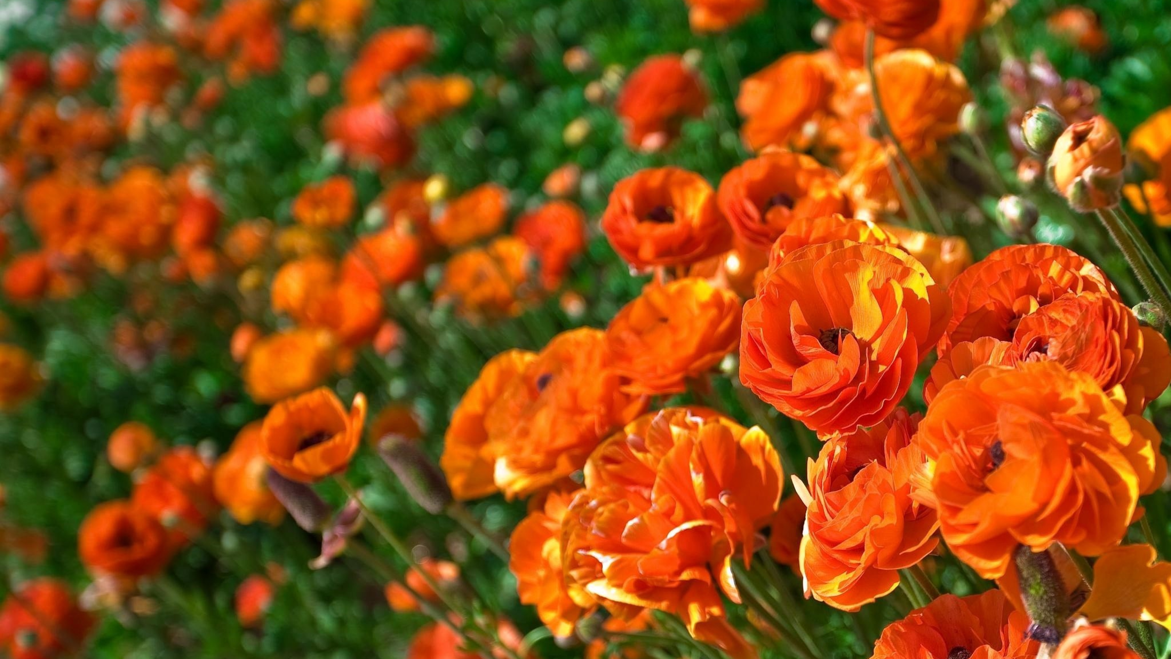 Orange flowers. Ранункулюс оранж. Ранункулюс Пикоти оранж. Ранункулюс Лютик оранжевый. Ранункулюс Orange азиатский.