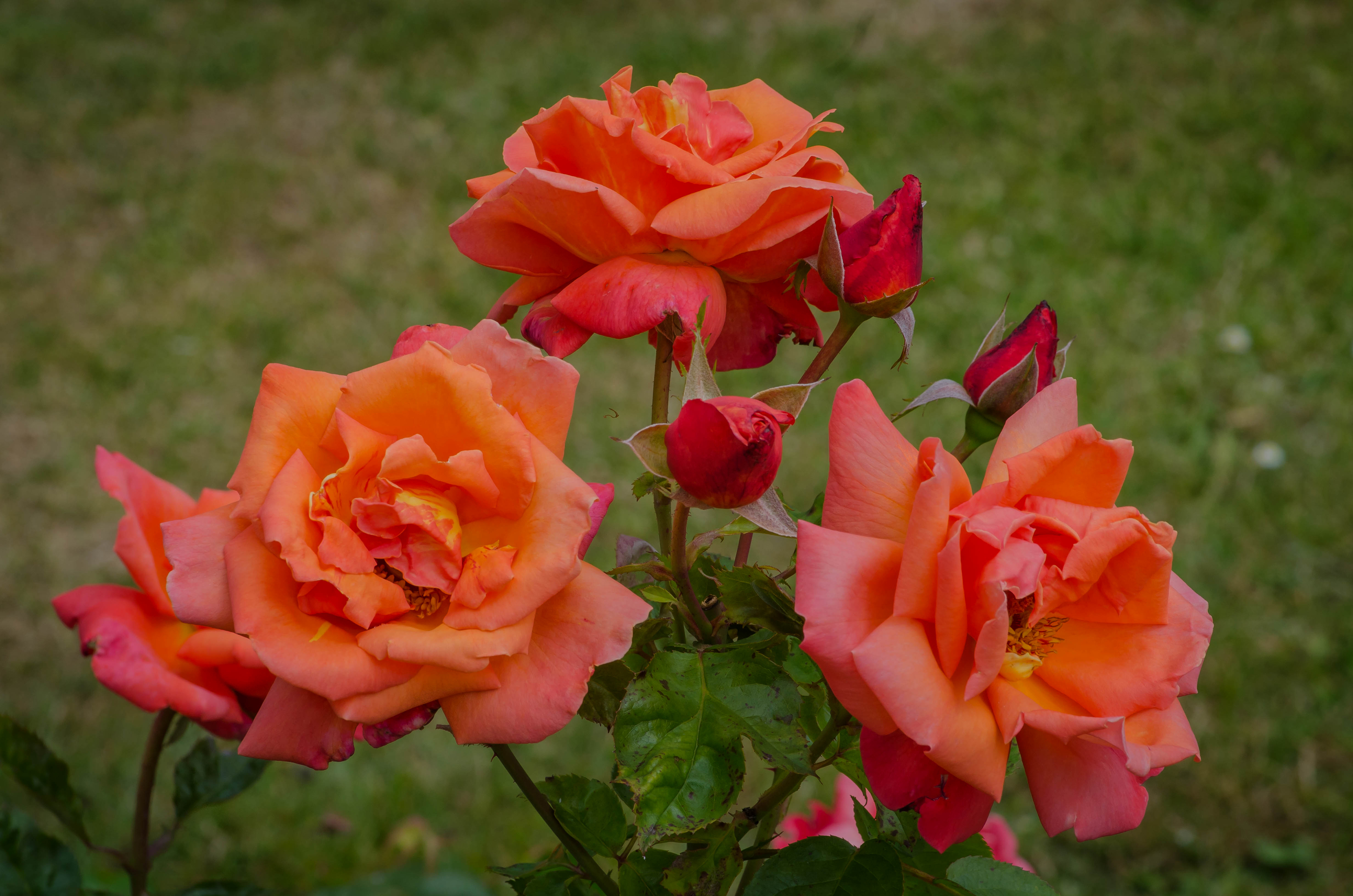 Оранжевые розы в саду