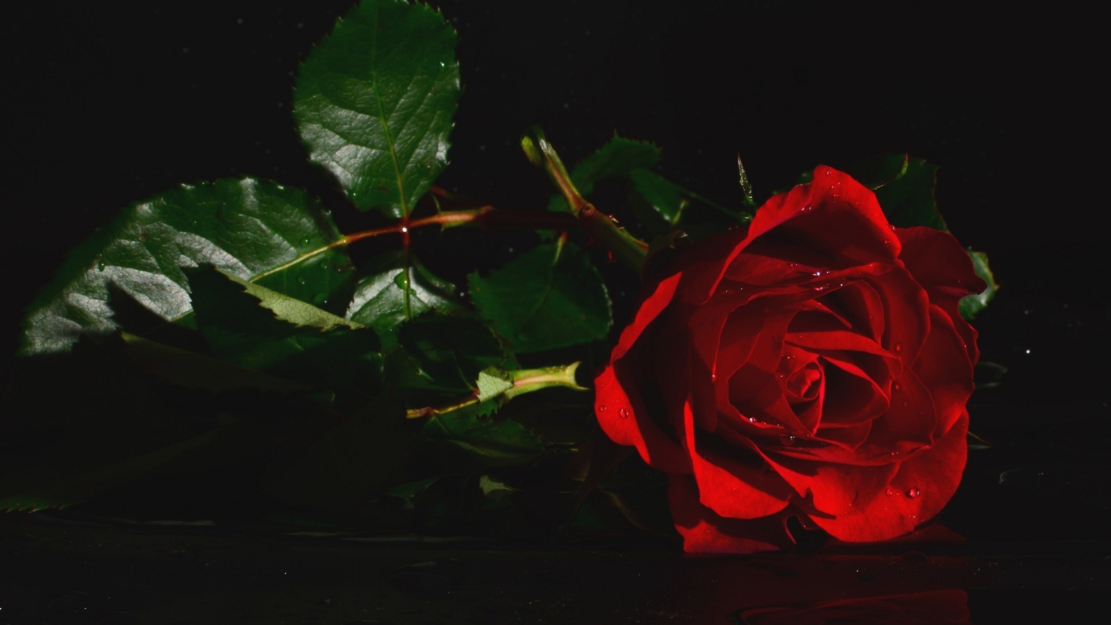 Темно алые розы а на душе
