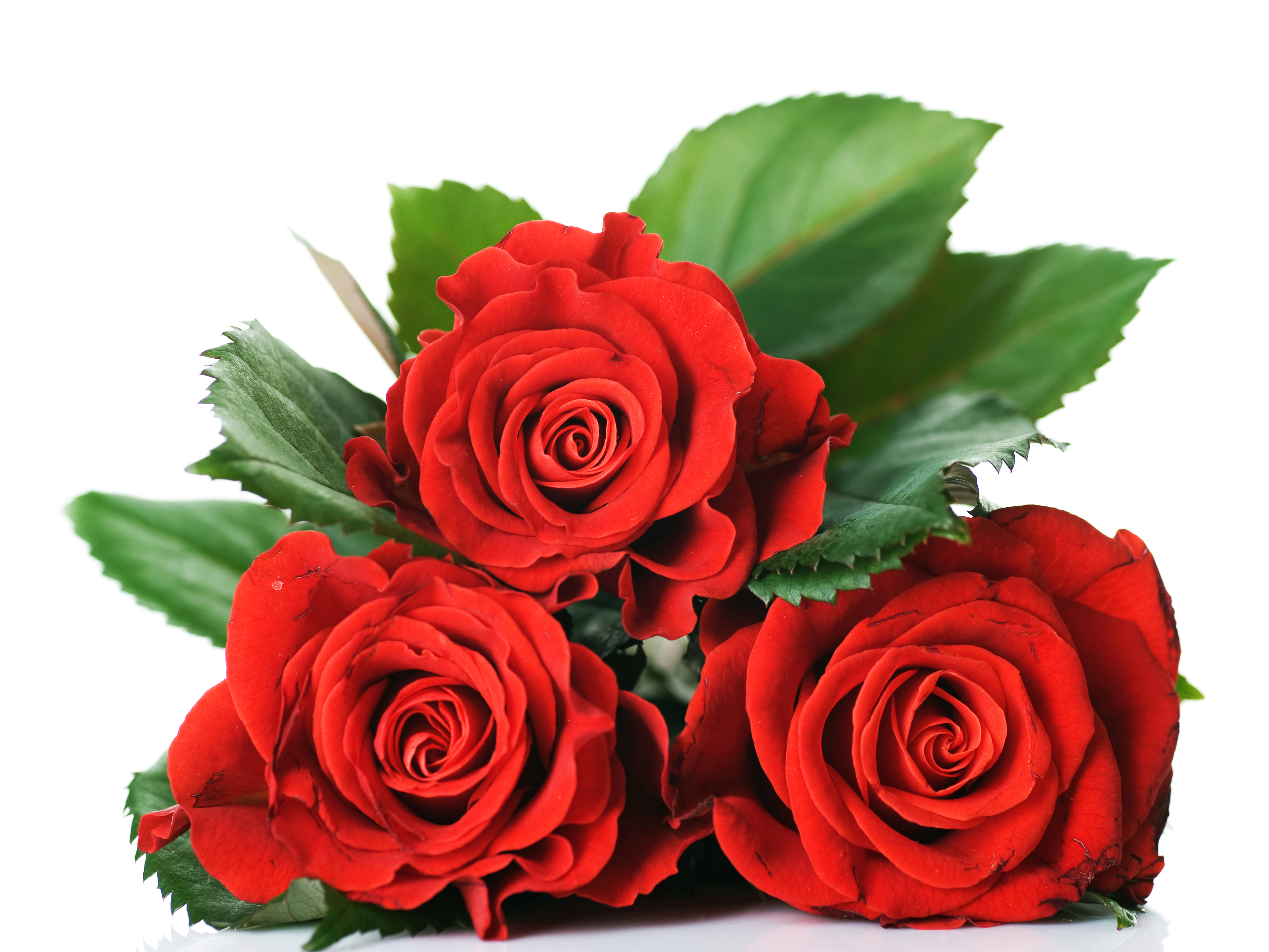 Три красных розы на столе