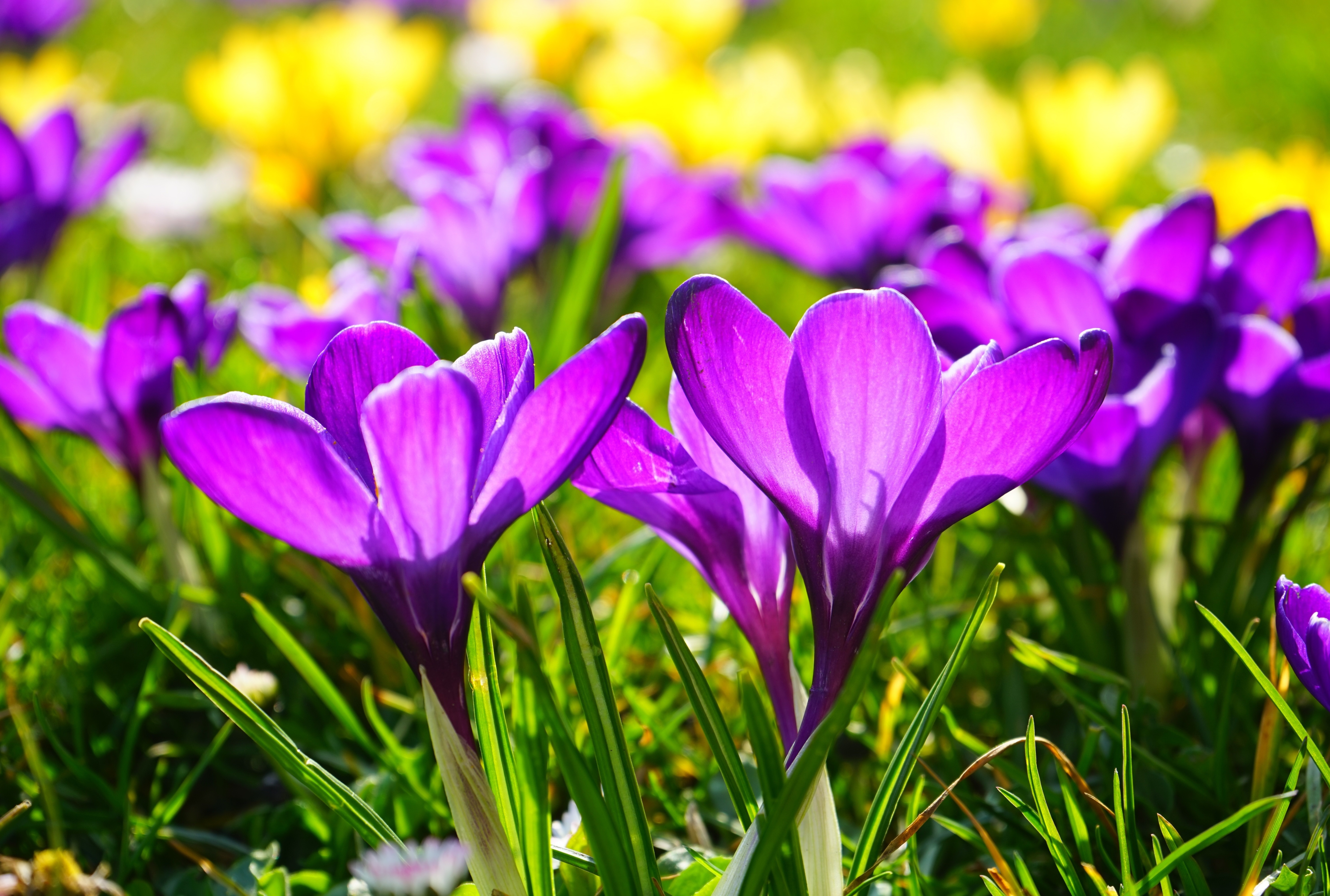Цветной весенний. Крокус Flower record. Весенние цветы крокусы. Ранние весенние цветы крокусы. Крокус весенний сиреневый.