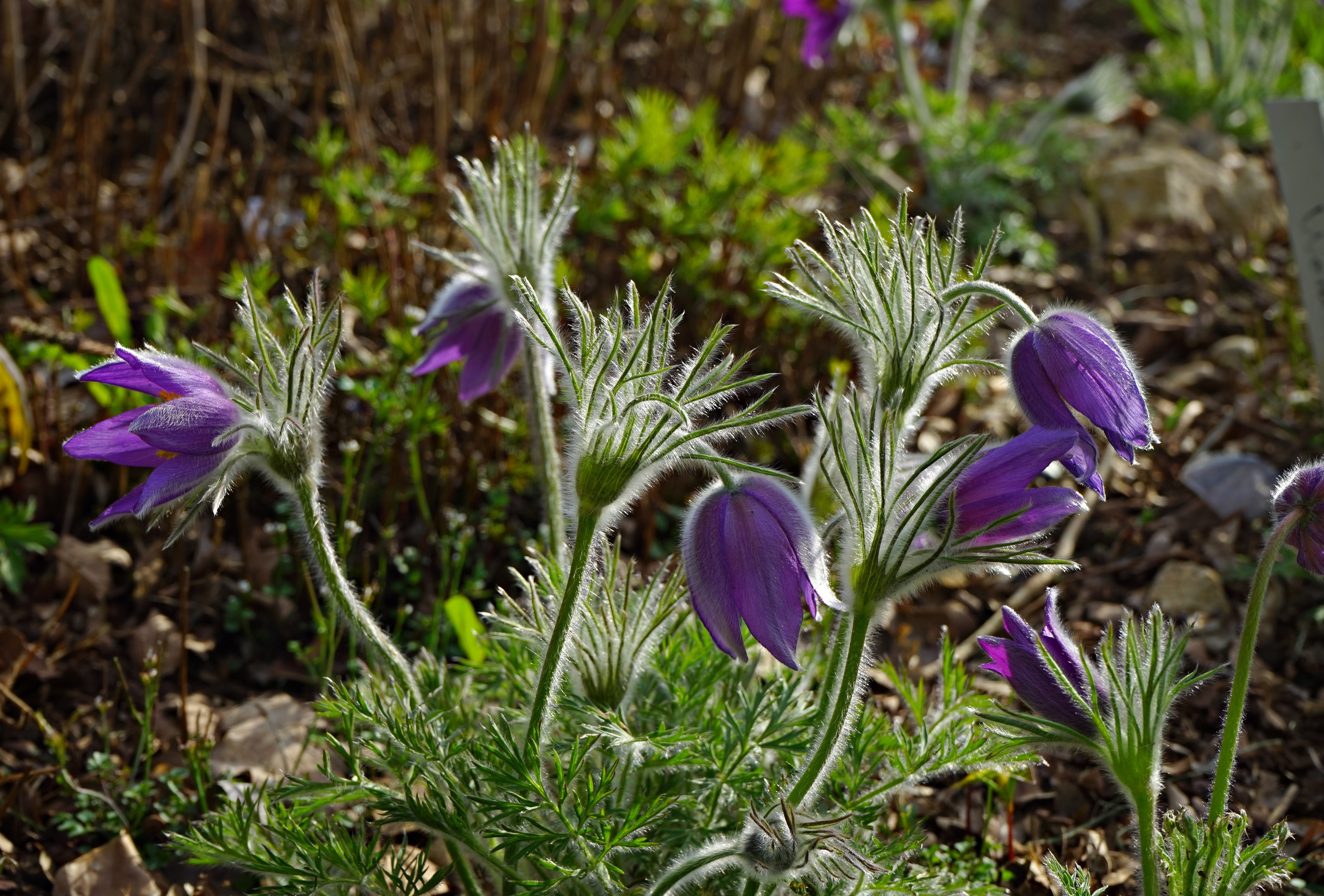 Прострел Луговой Pulsatilla pratensis