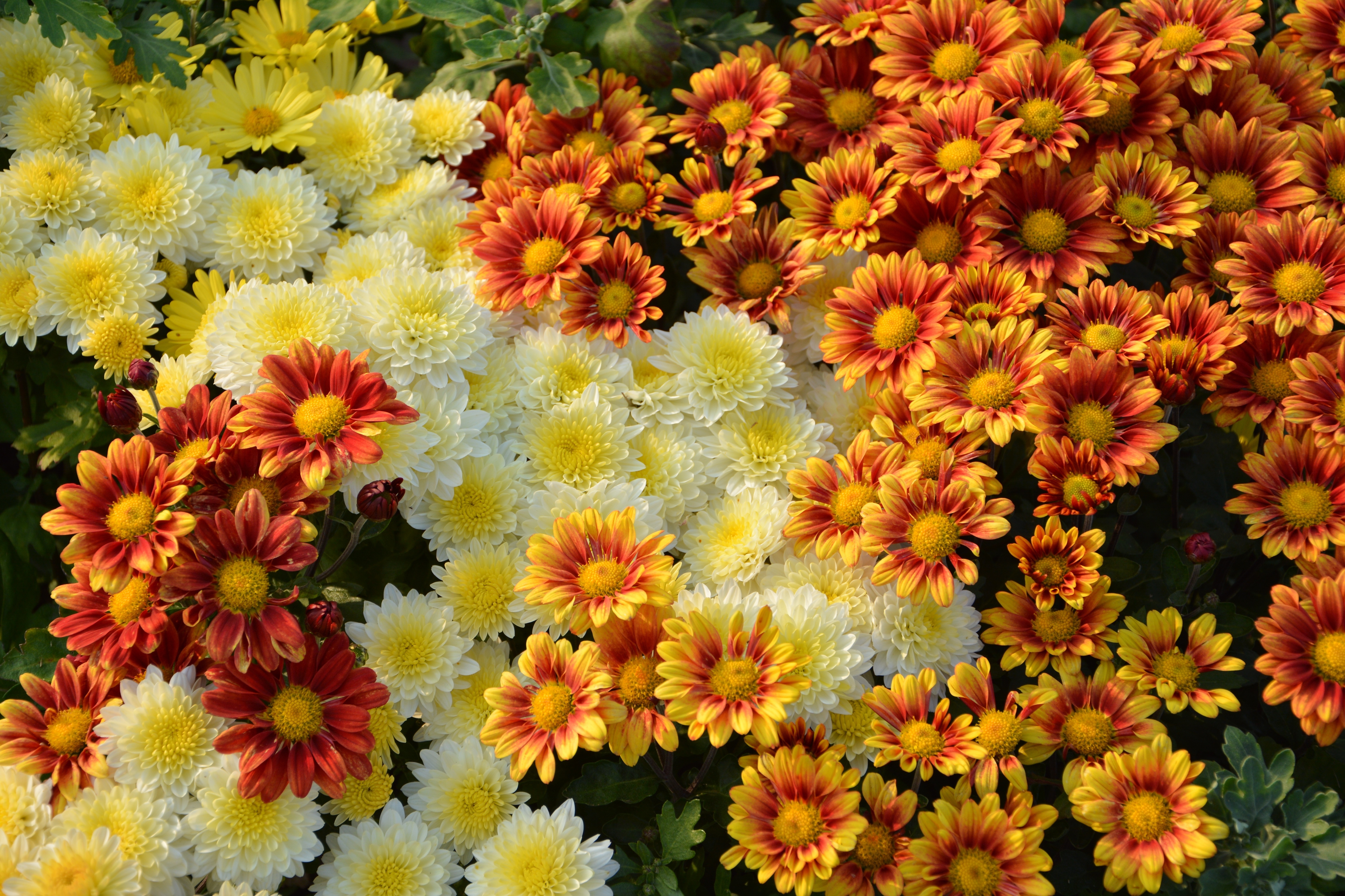 Хризантема фото цветов на клумбе
