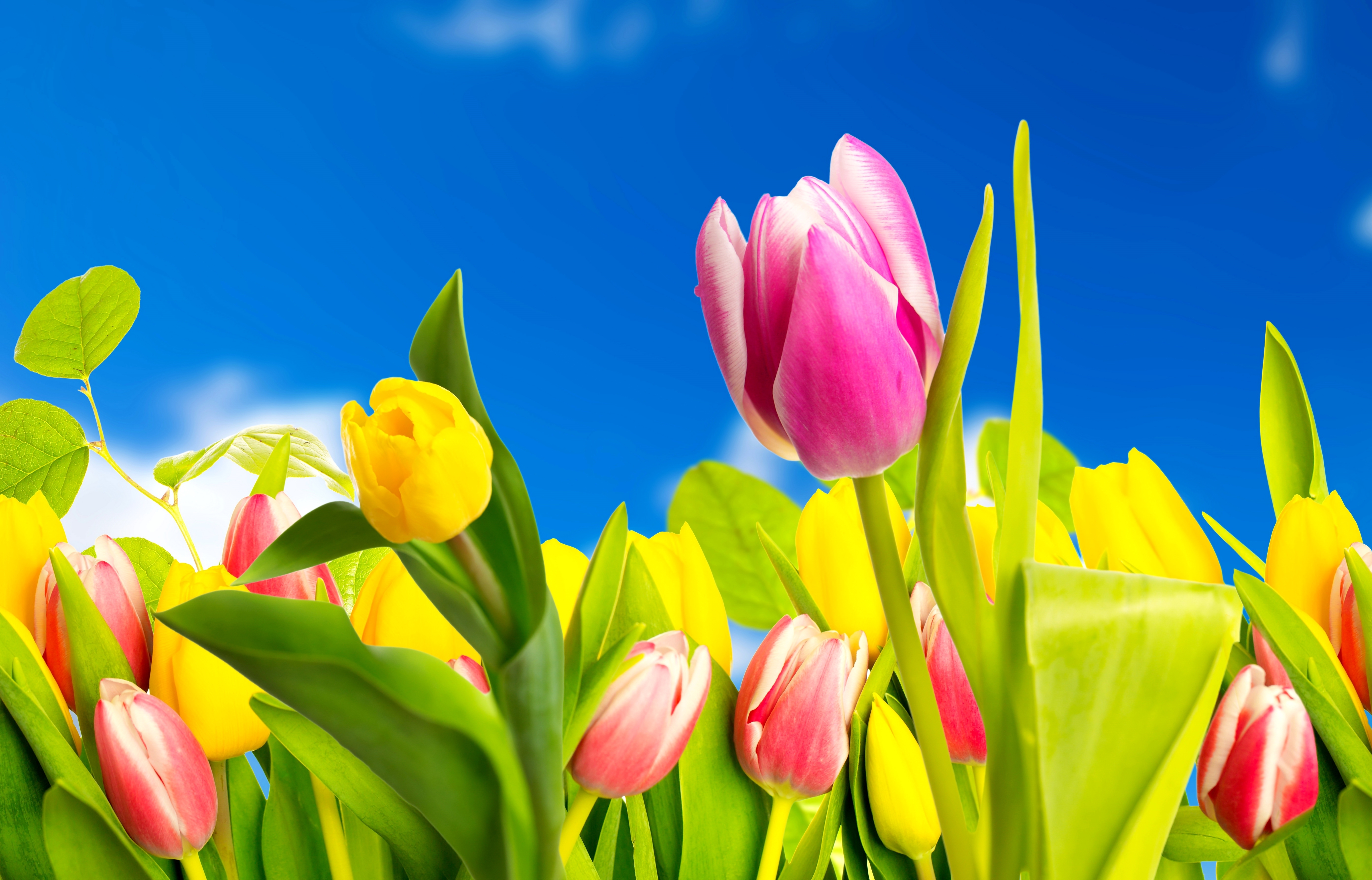 Весенние тюльпаны картинки красивые. Тюльпаны. Тюльпаны разноцветные. Весенние цветы тюльпаны. Тюльпаны фон.
