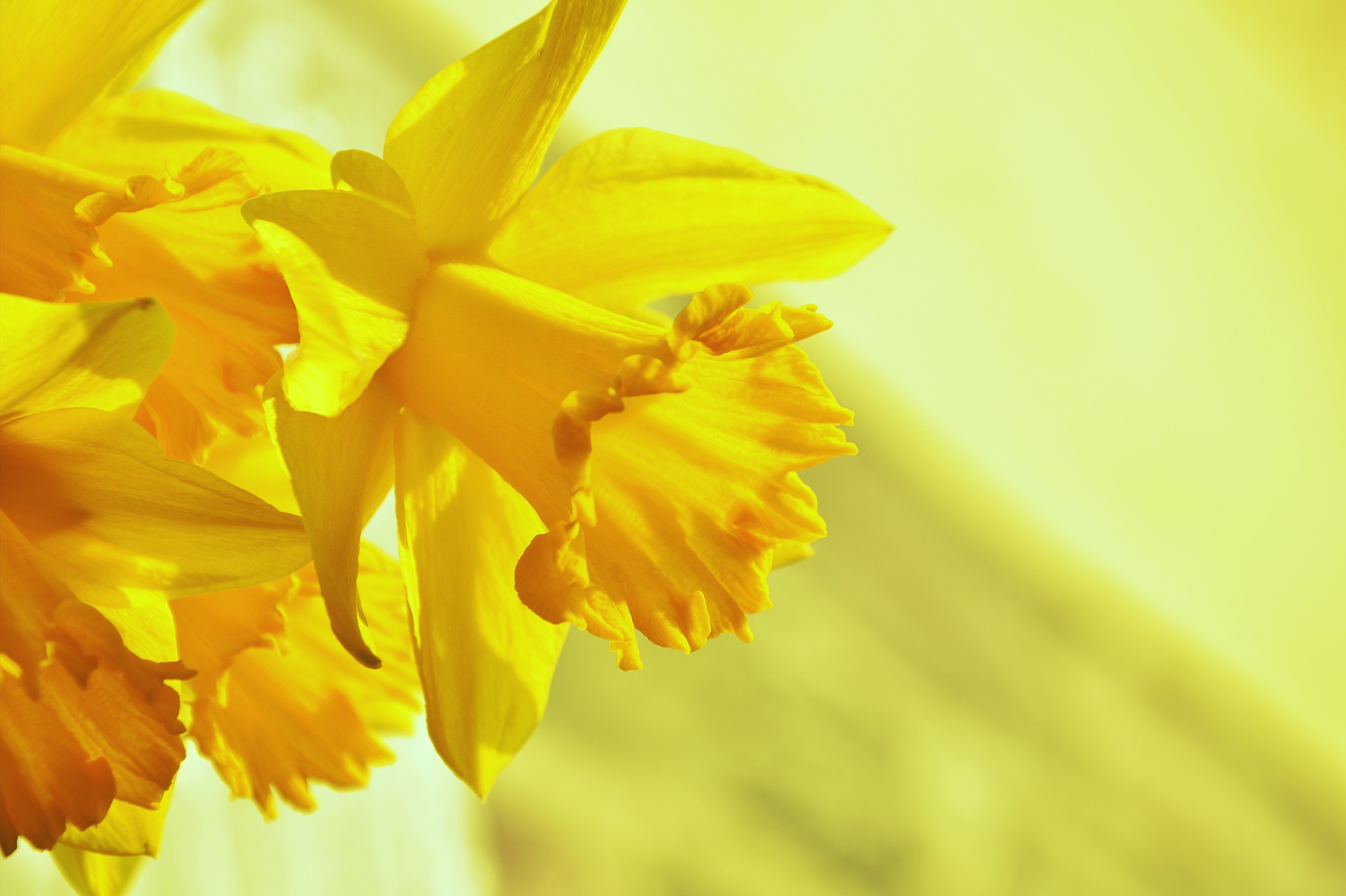Солнечный желтый. Нарцисс (Daffodil)