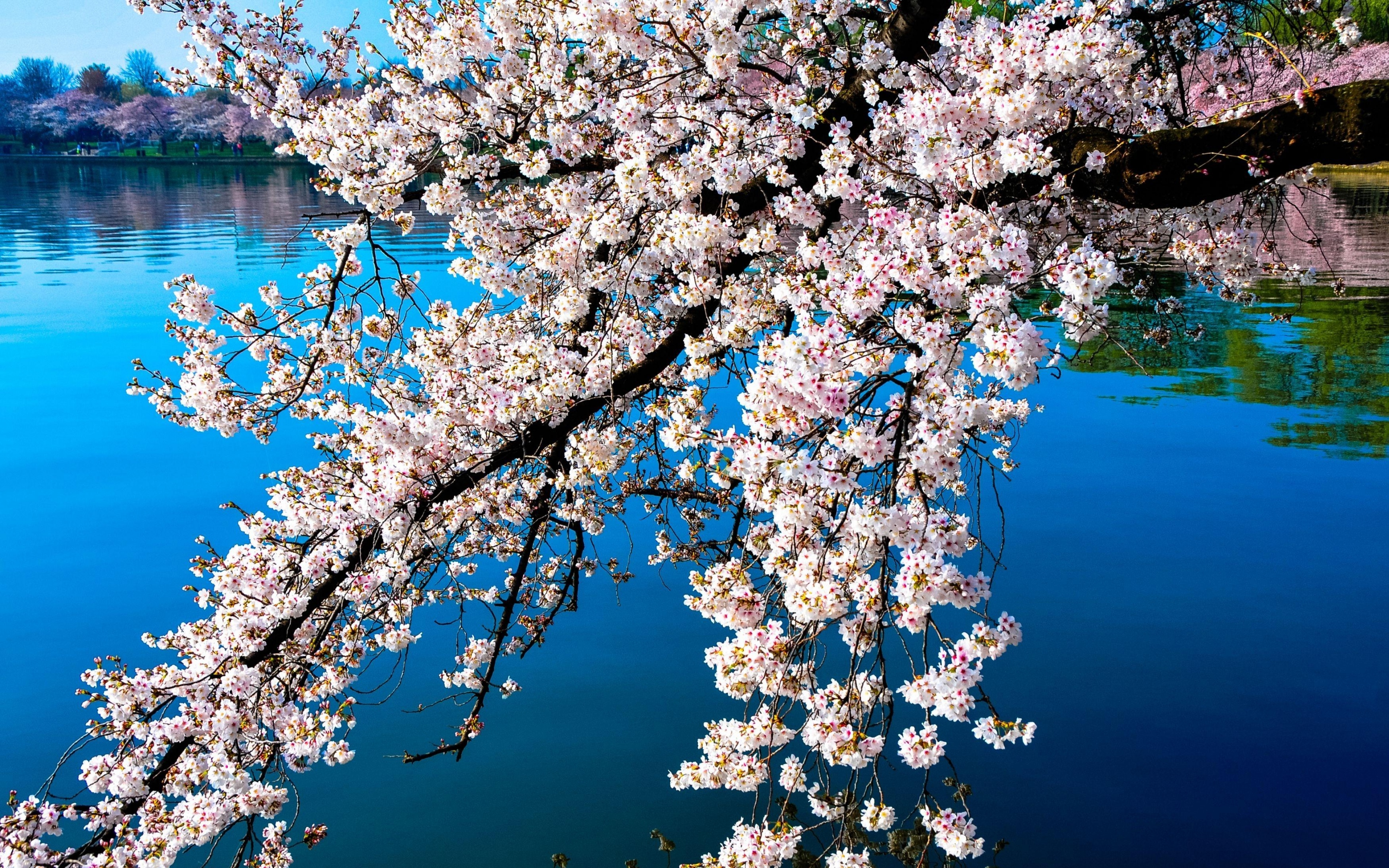 Sakura blossom. Цветущие деревья. Красивое цветущее дерево. Цветение деревьев. Ветка Сакуры.