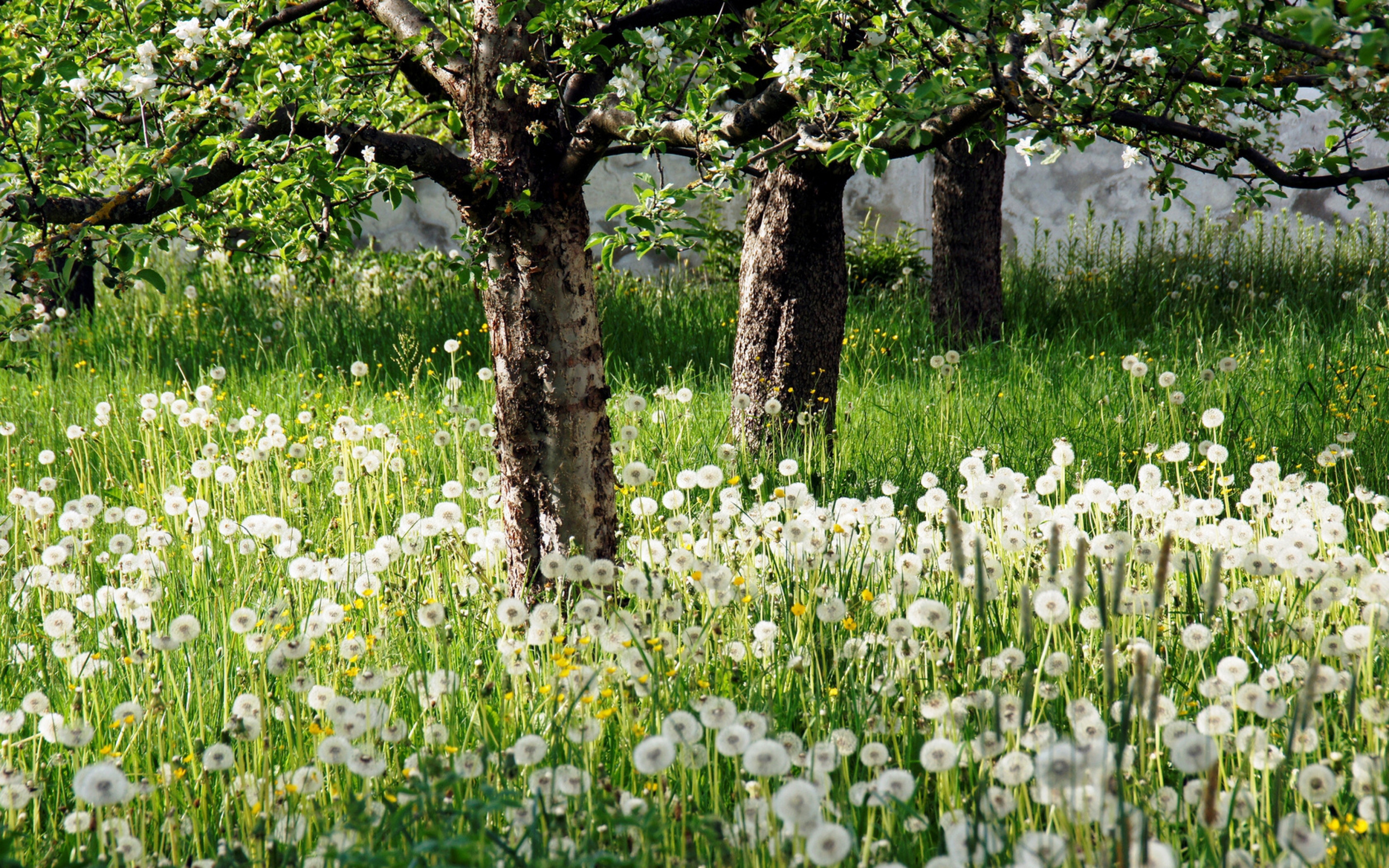 Конец весны начало лета. Цветущая черемуха Поляна в лесу в мае. Весенняя природа. Природа весной.