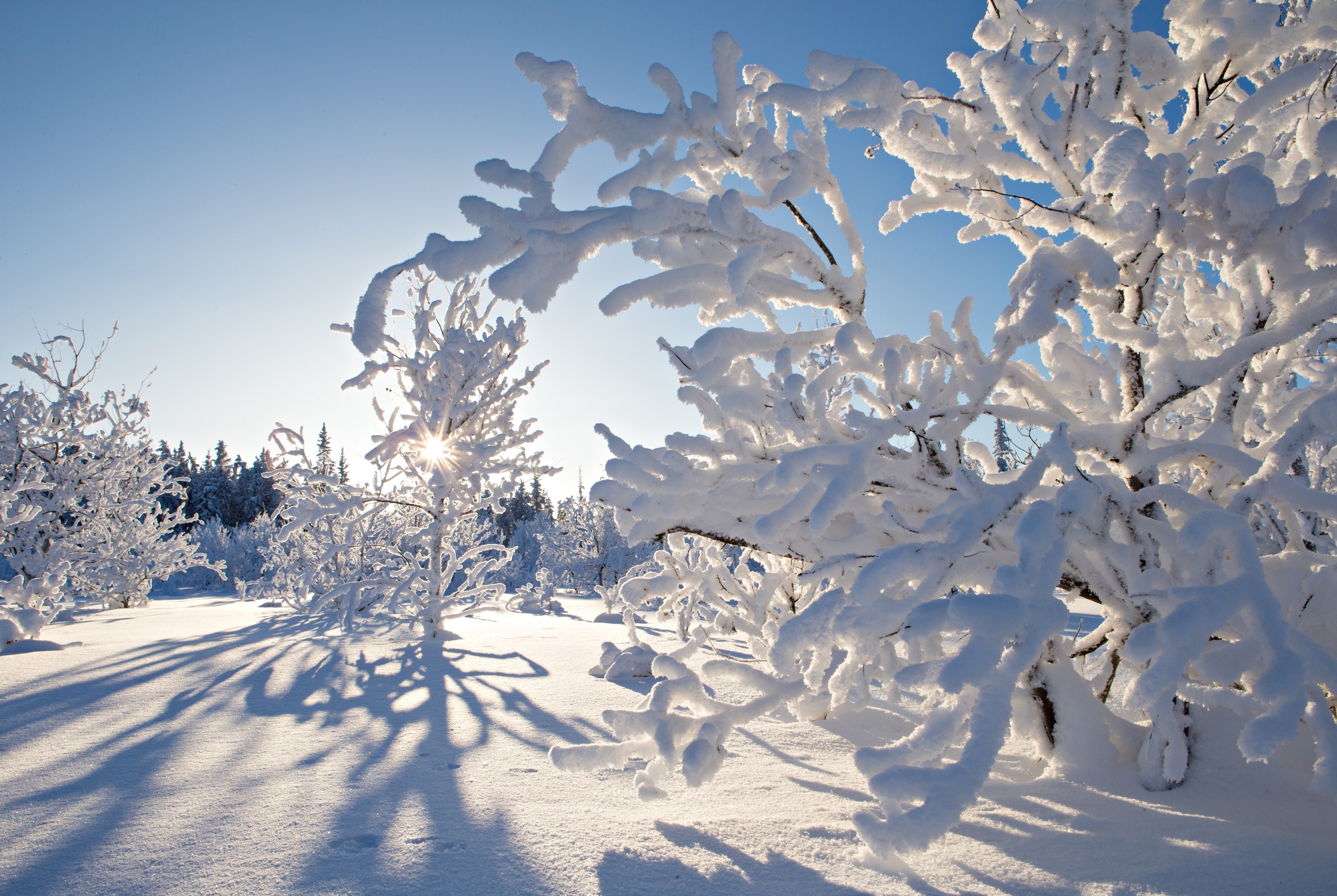 Зиму зима очень сильно. Зима снег. Деревья в снегу. Красивая зима. Зимнее дерево.