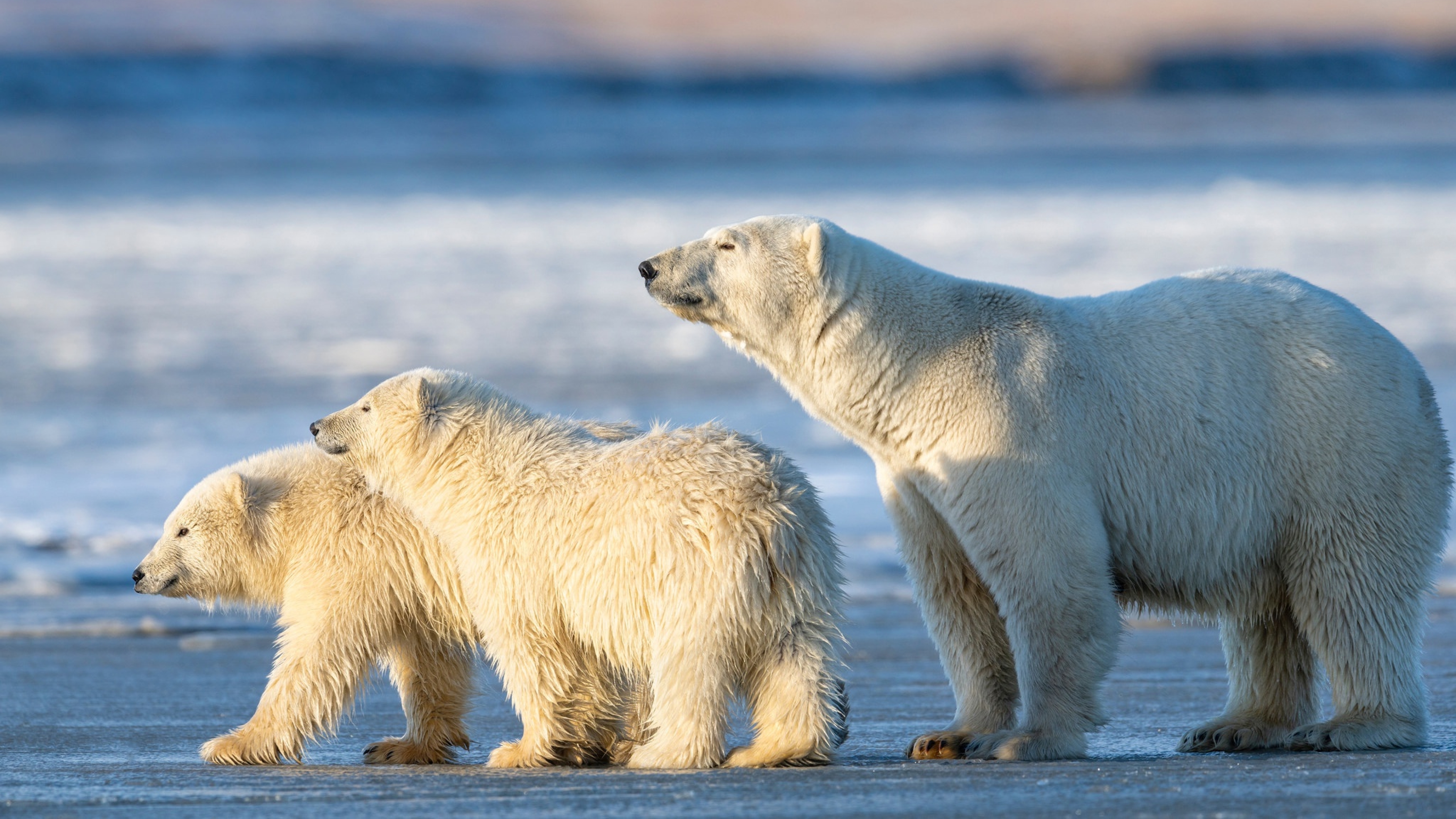 White bear. Мареммано белый медведь. Белый медведь с медвежатами. Три Полярных медведя. Гренландия белые медведи.