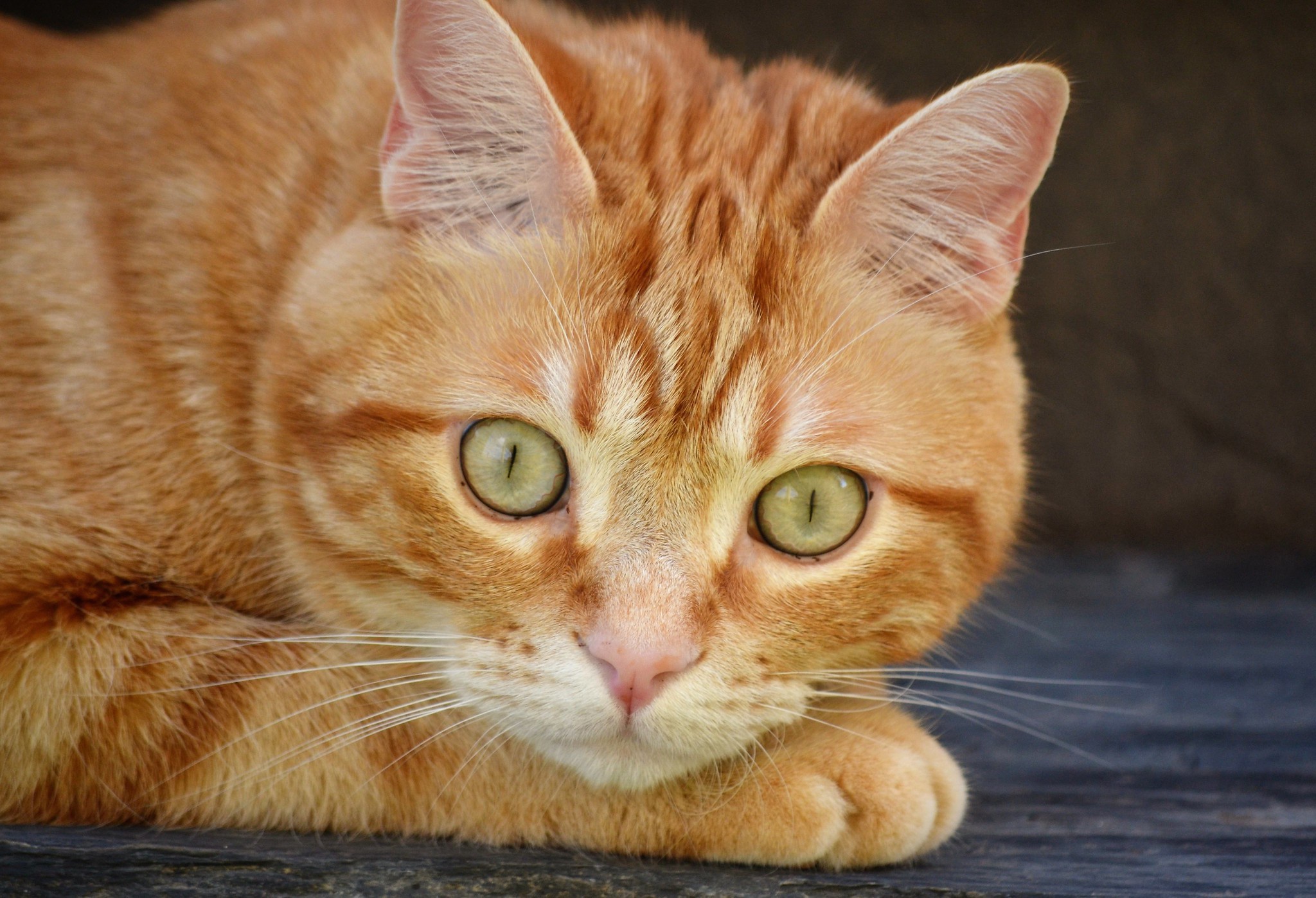 Рыжая Кошка С Зелеными Глазами Порода