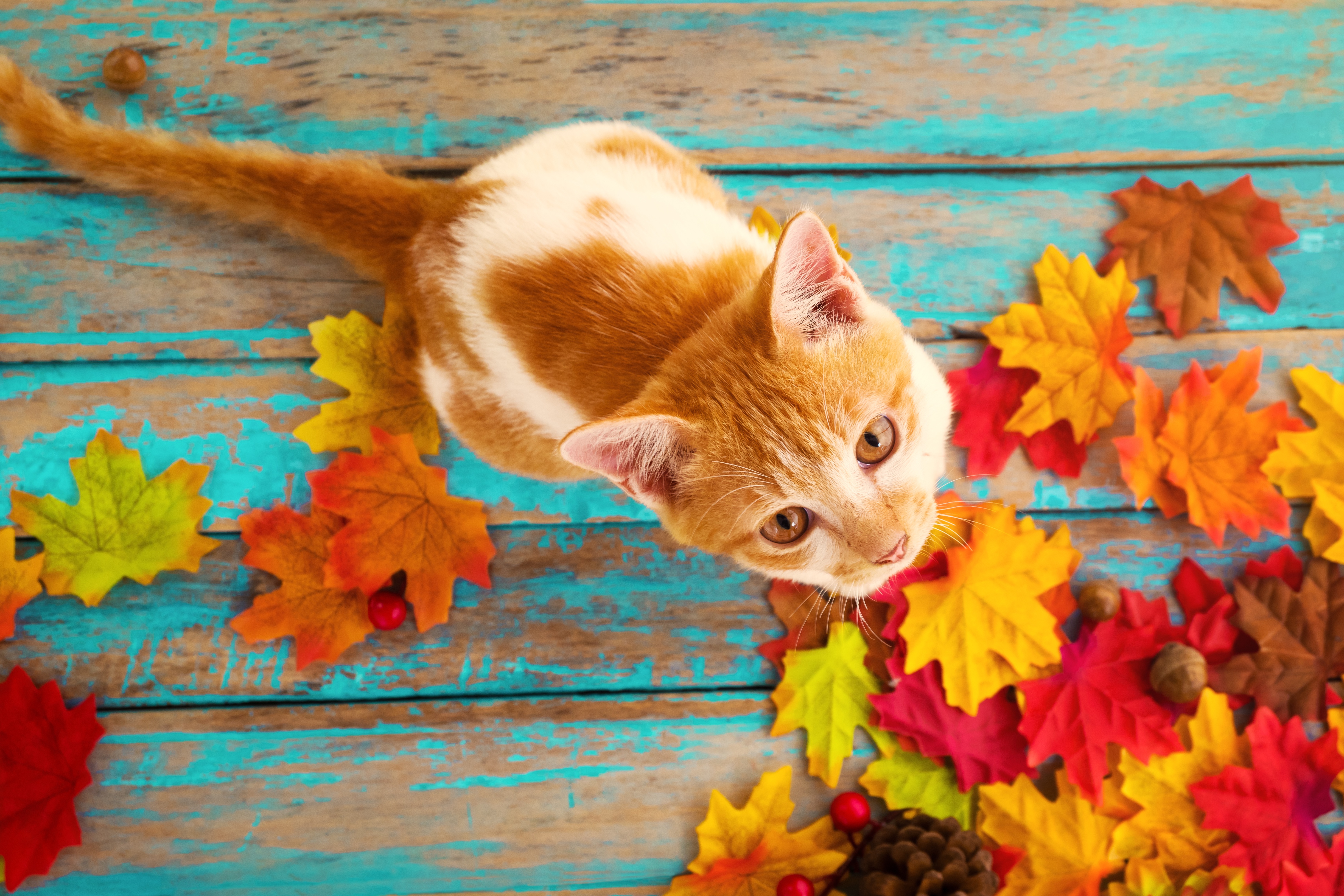 Коты и осень