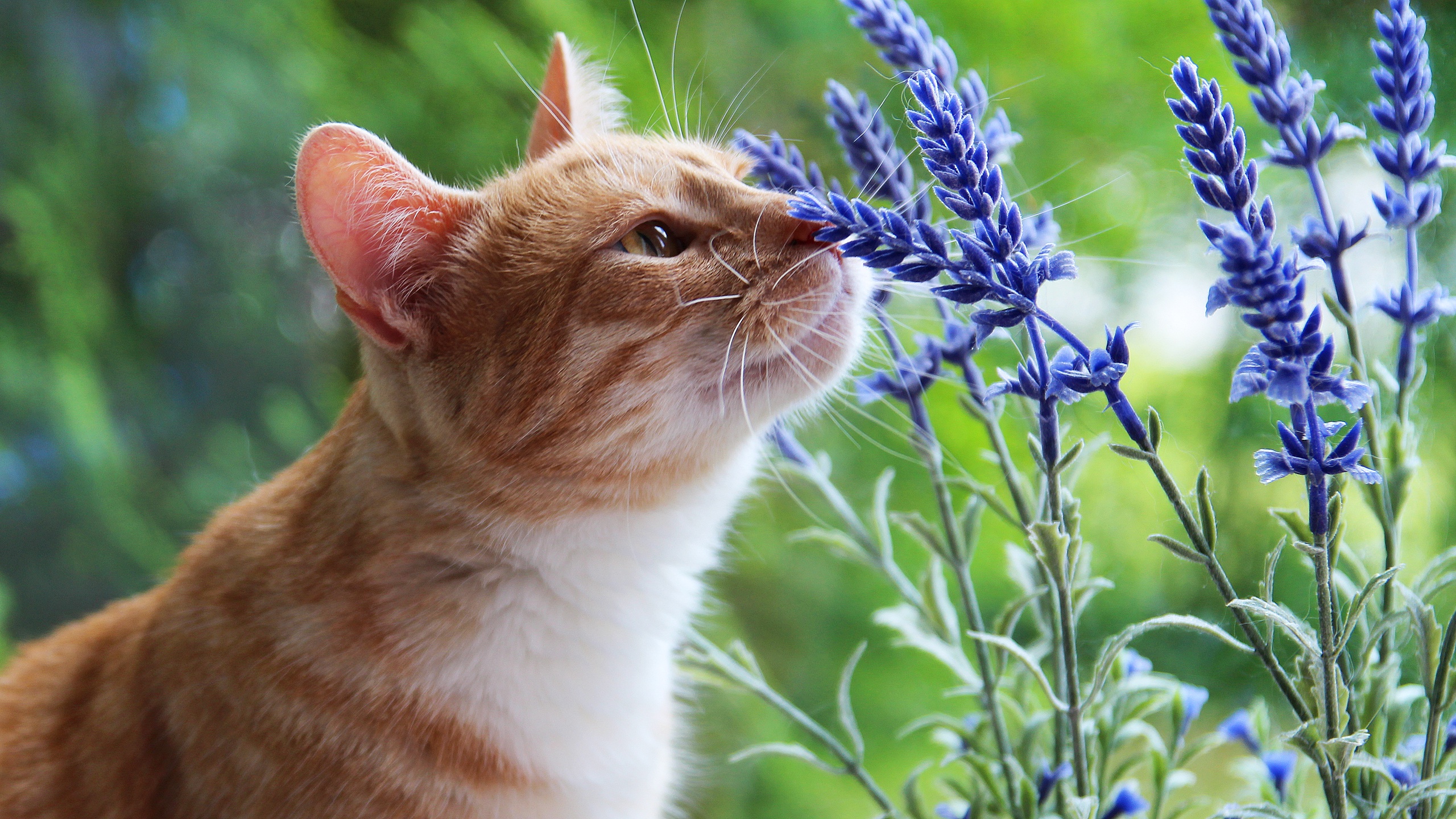 Картинки котики летние