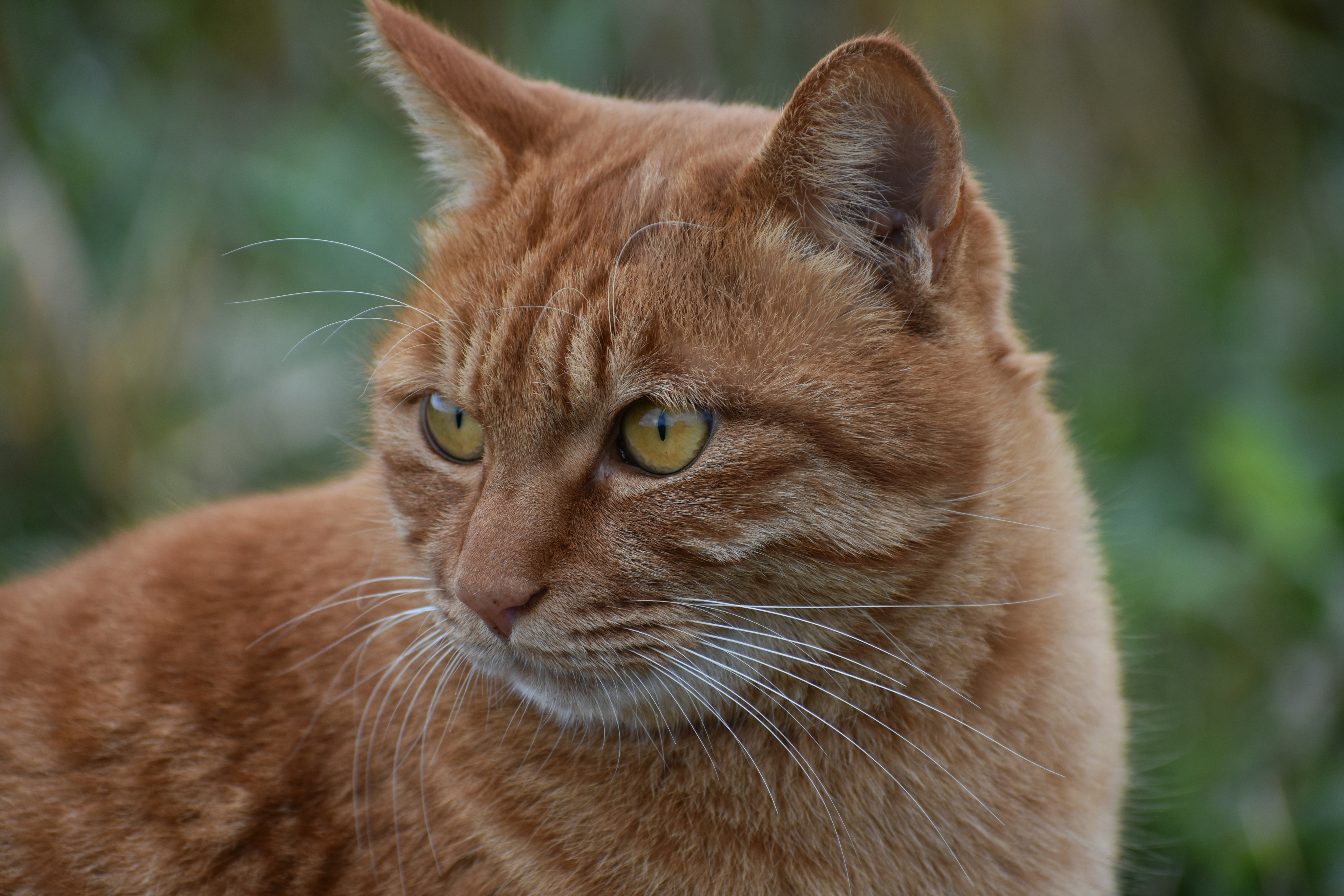 Камышовый кот рыжий
