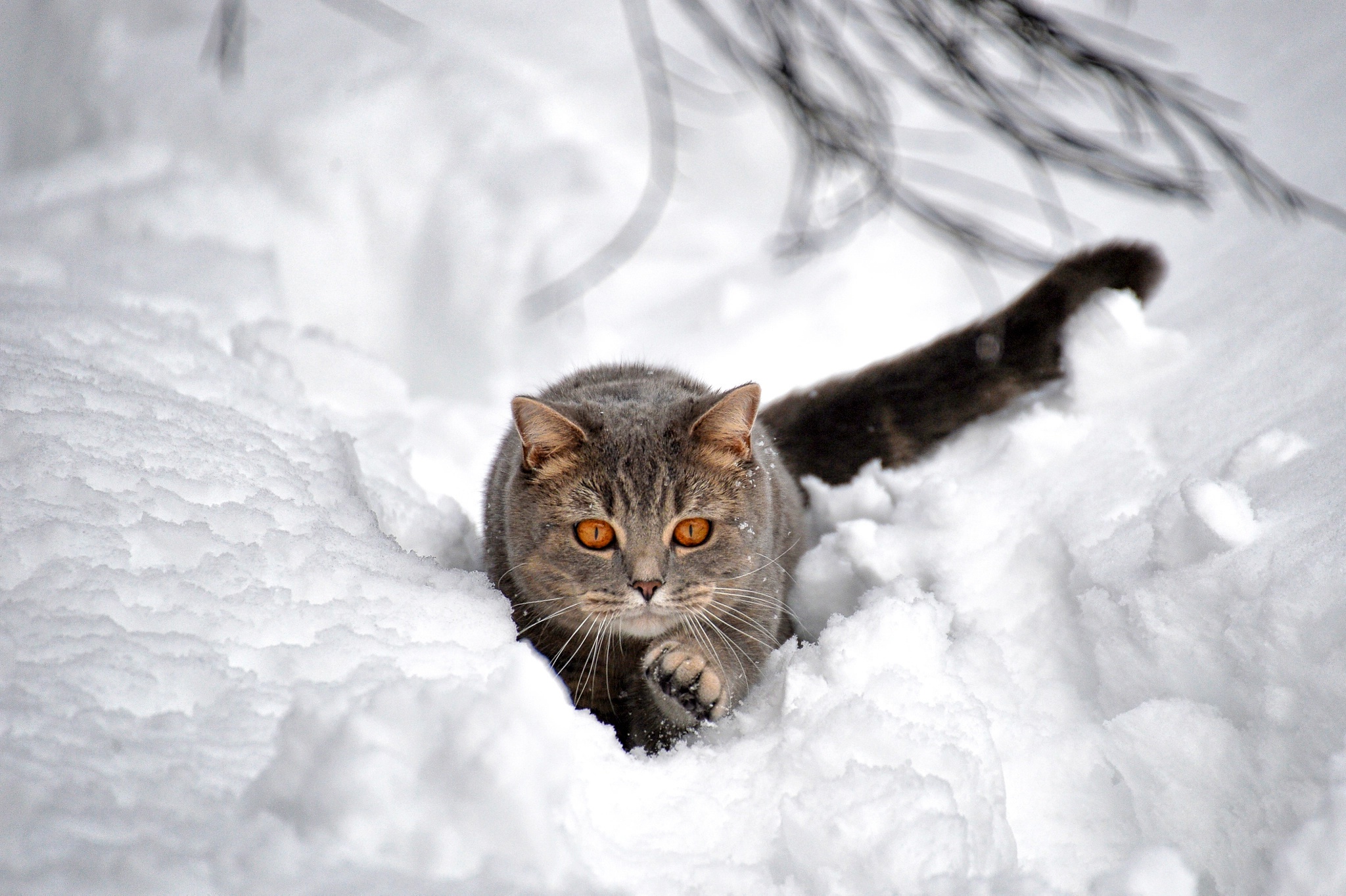 Декабрь кошки. Аляскинский снежный кот. Кошка зима. Котик в снегу. Кошки зимой.