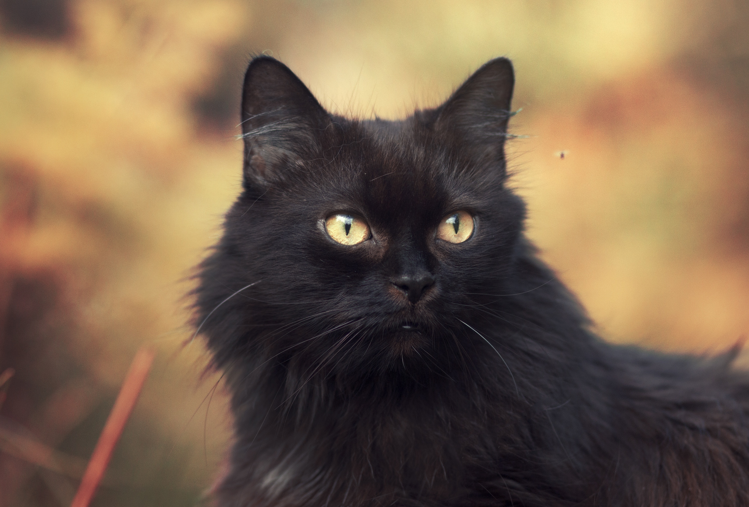 Черные Пушистые Коты