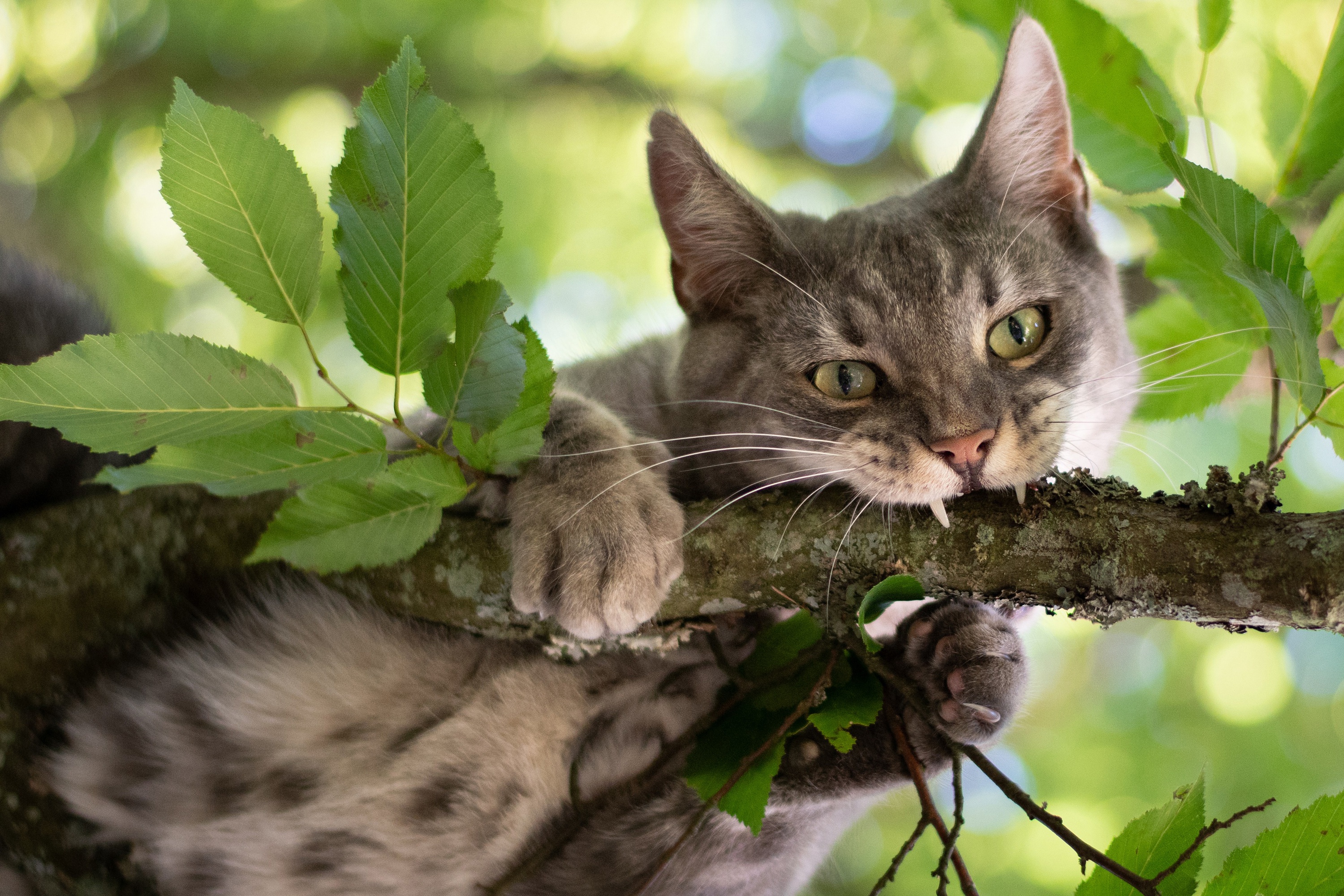 Кошка бесплатная живая. Кот на дереве. Кот на ветке.