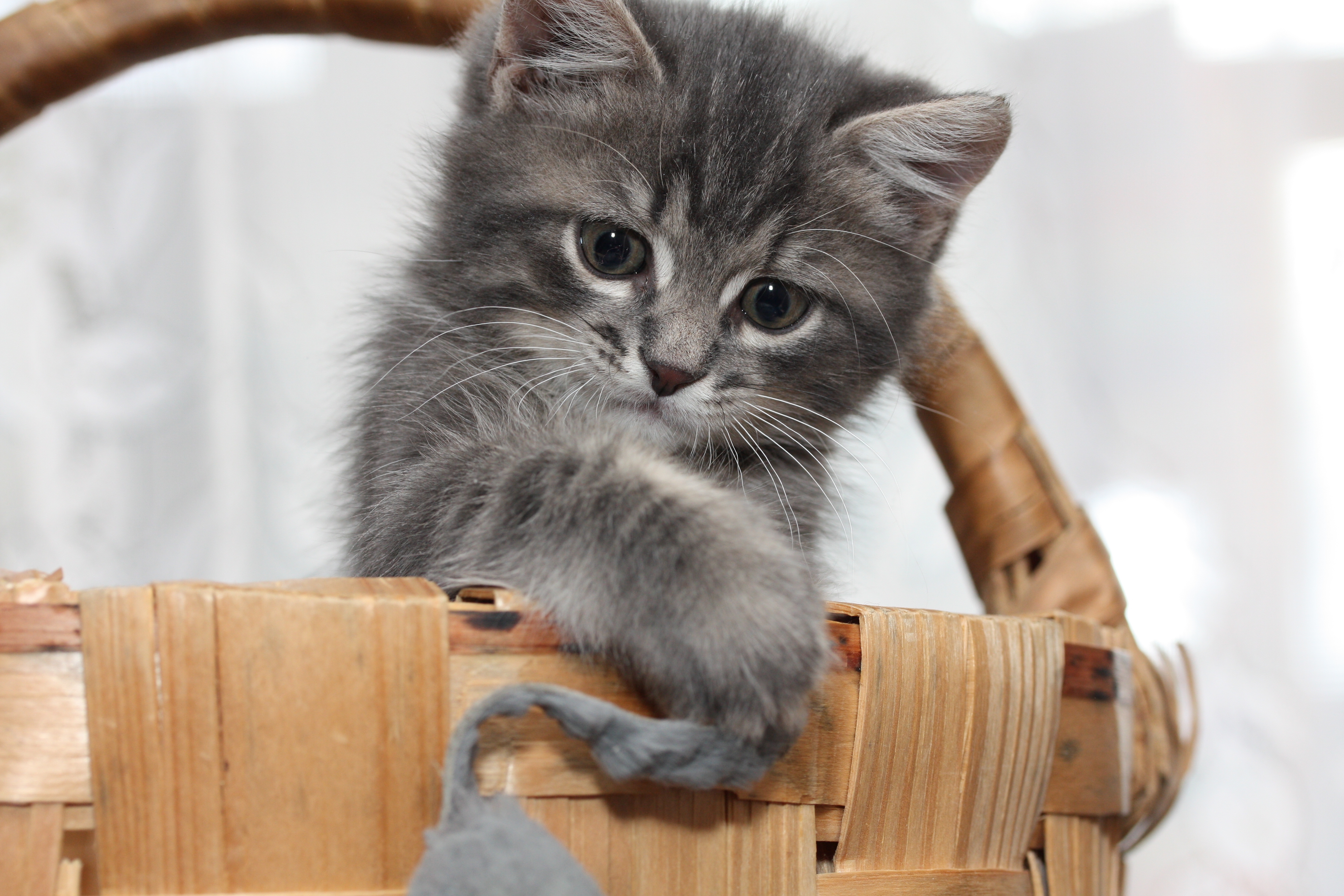 Симпатичный котенок. Красивые котята. Котята фото. Серый котёнок. Картинки на рабочий стол котята.