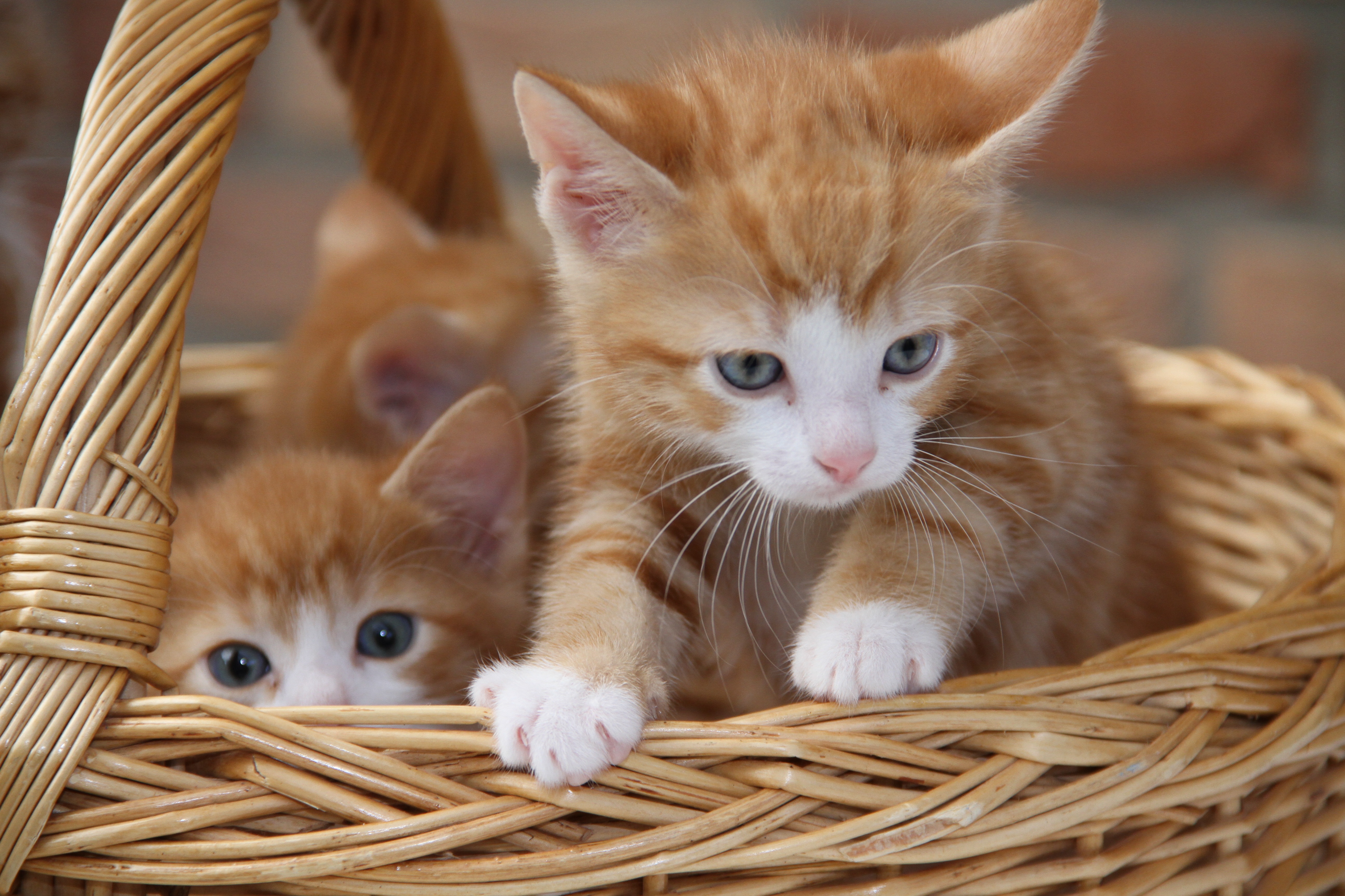 Картинки котиков. Рыжий котёнок. Котенок Рыжик. Милые котики. Милые рыжие котята.