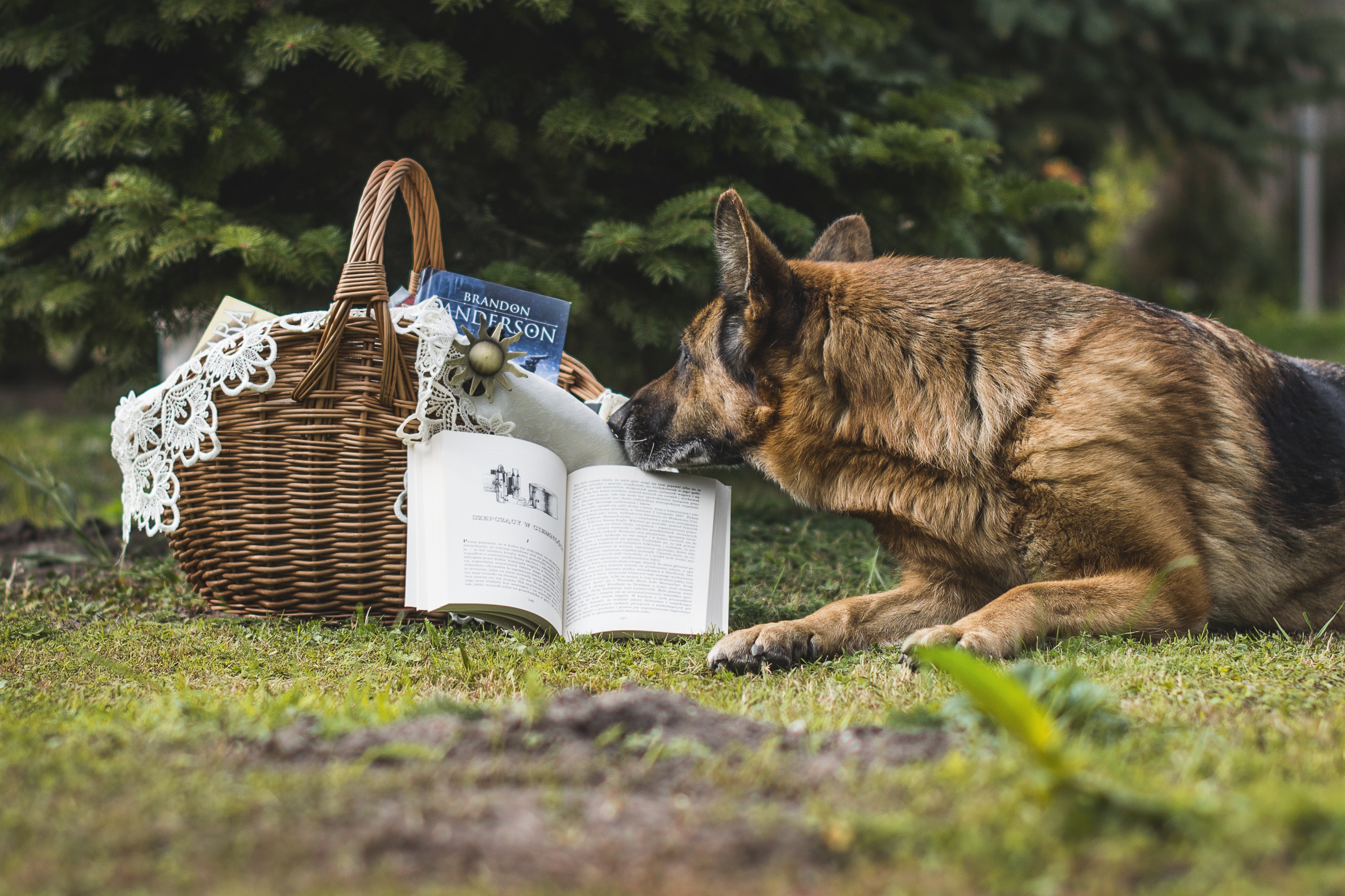 Книжные животные