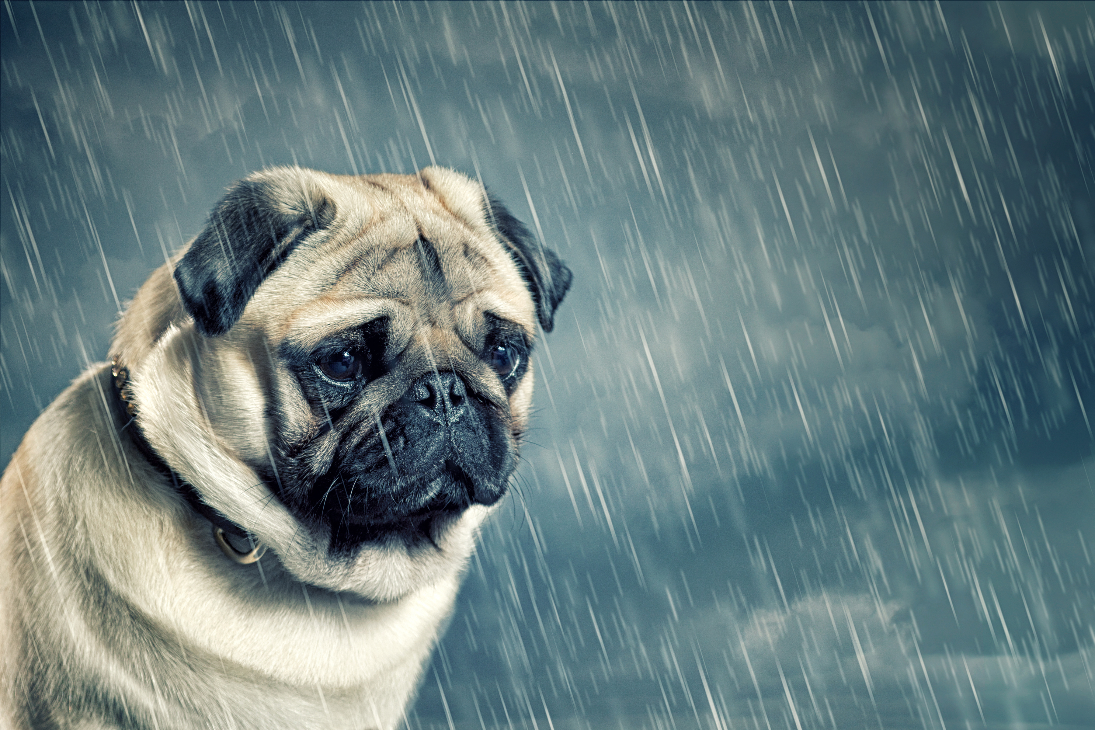 Wallpaper Sad pug in the rain.