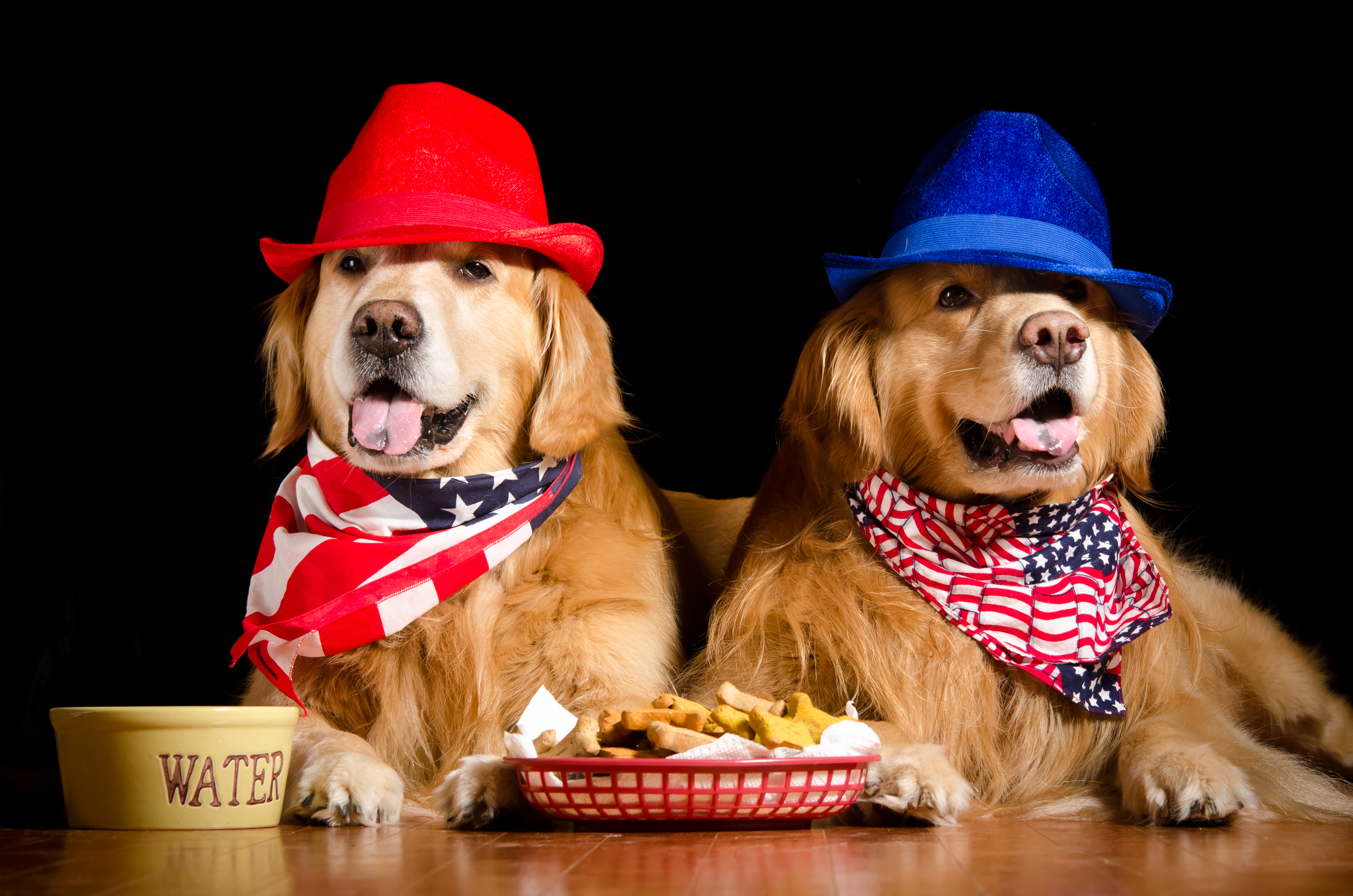 Животные шляпа. Собака в шляпе. Золотистый ретривер в шляпе. Две собаки в шляпе. Домашние животные в шляпе.