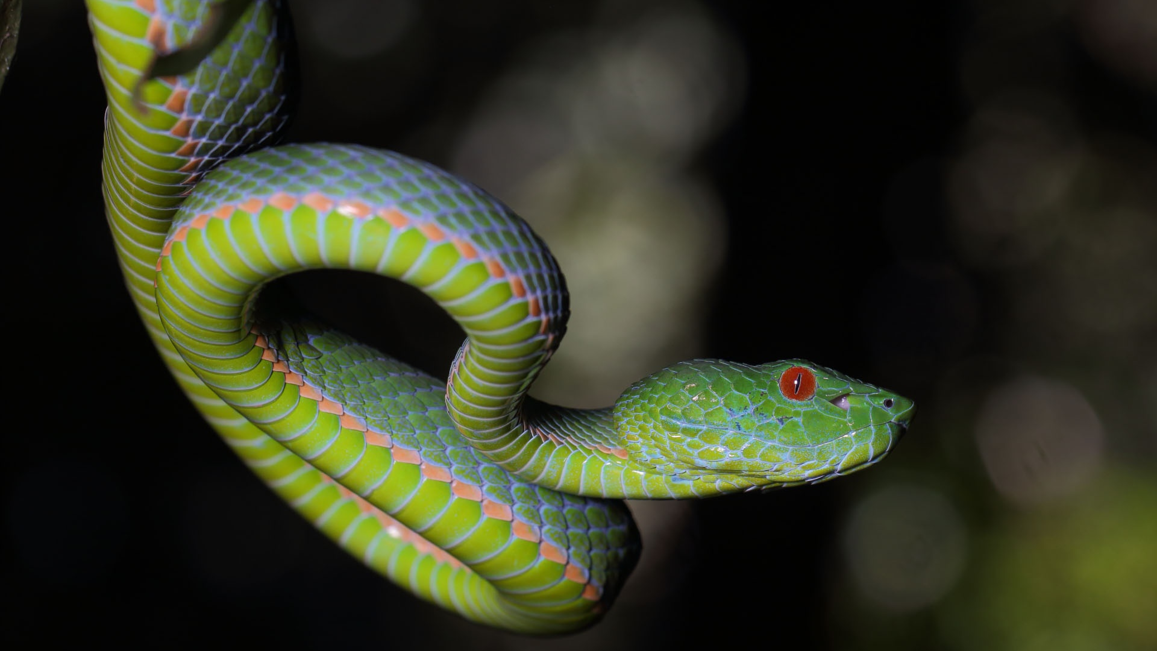 Змея с красными глазами