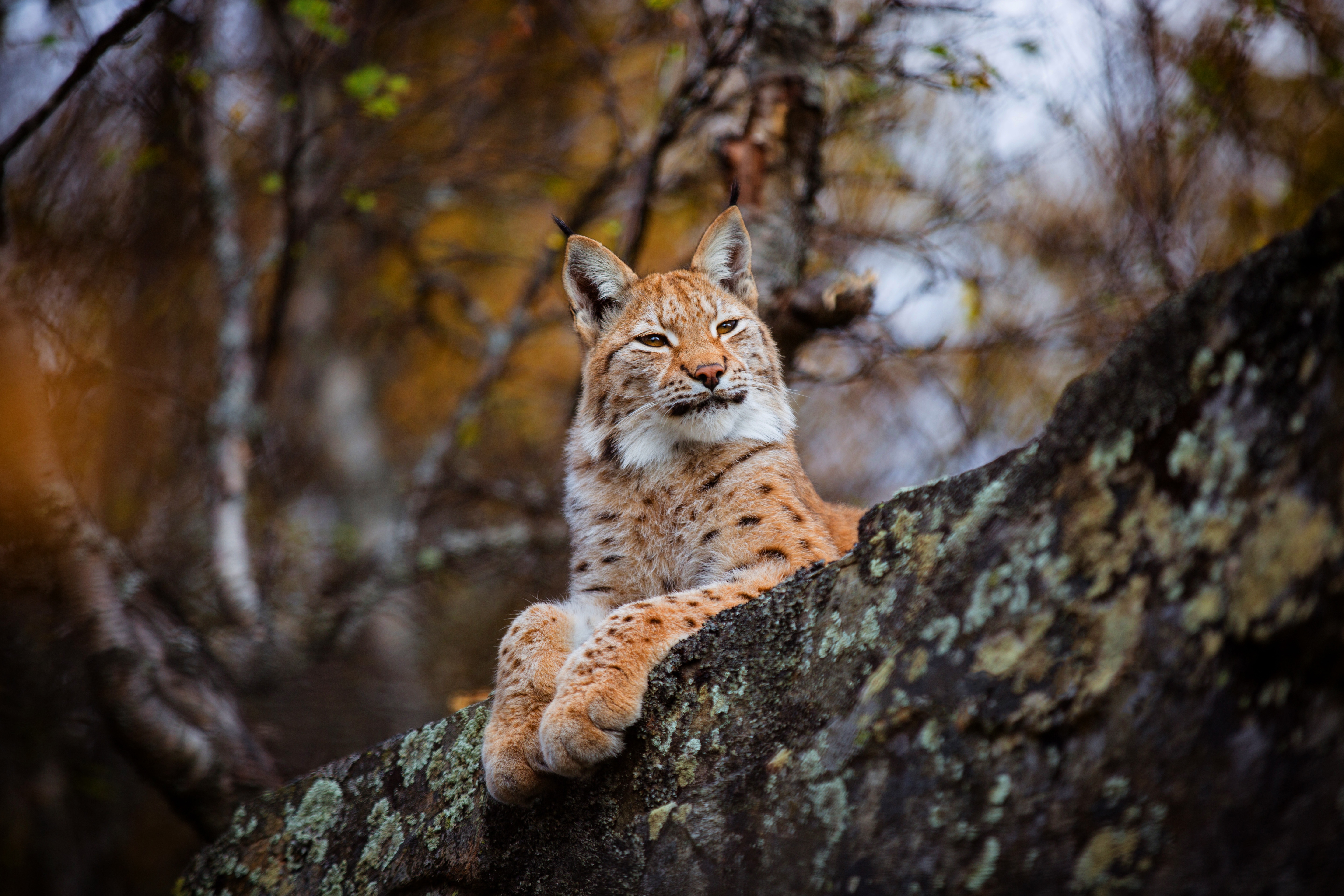 Рабочая рысь. Рысь (Lynx Lynx) в дикой природе. Рысь Лесная кошка. Дикая Рысь. Красивая Рысь.
