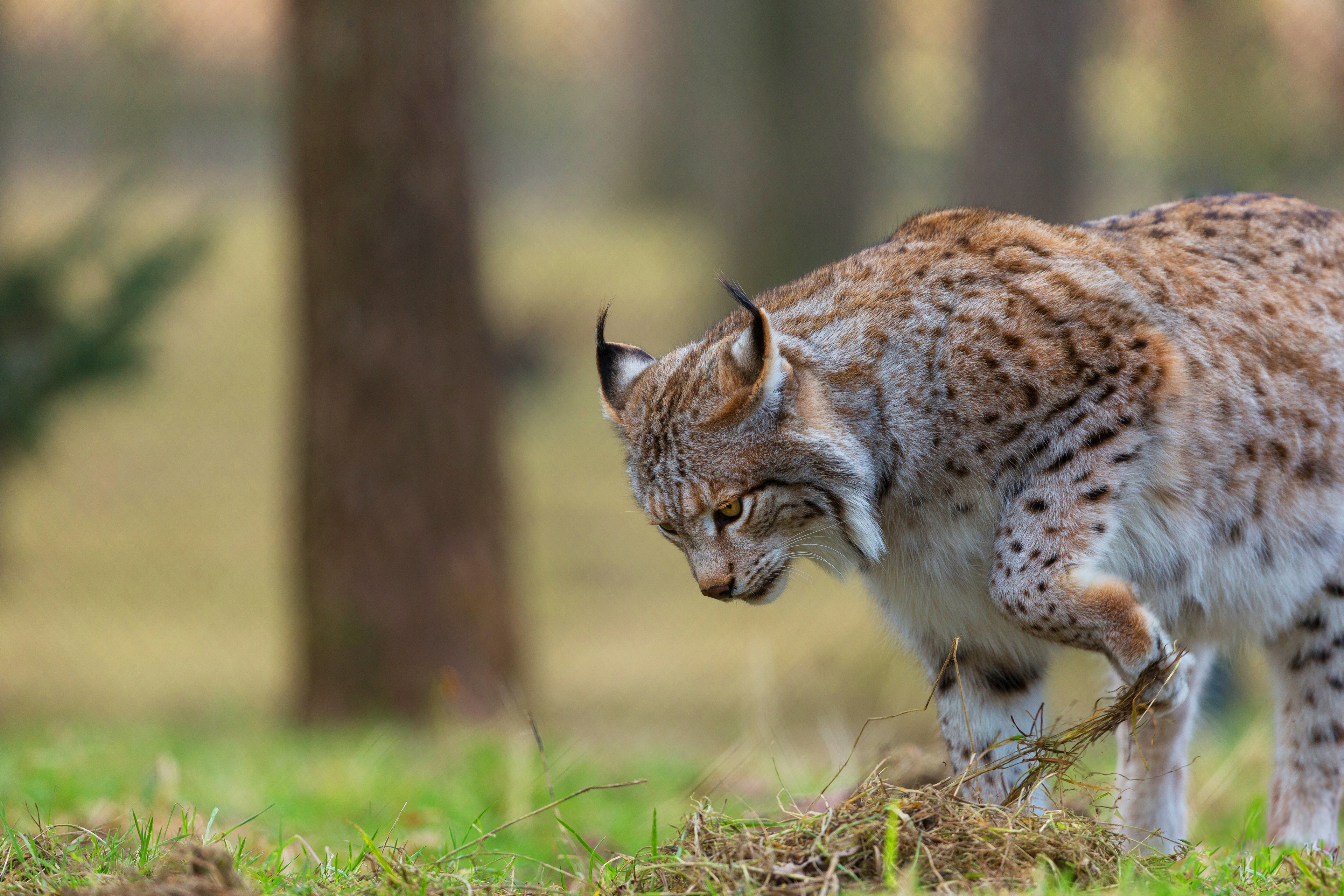 Lynx's. Рысь Линкс. Обыкновенная Рысь. Рысь (Lynx Lynx) в дикой природе. Рысь обыкновенная (лат. Lynx Lynx).