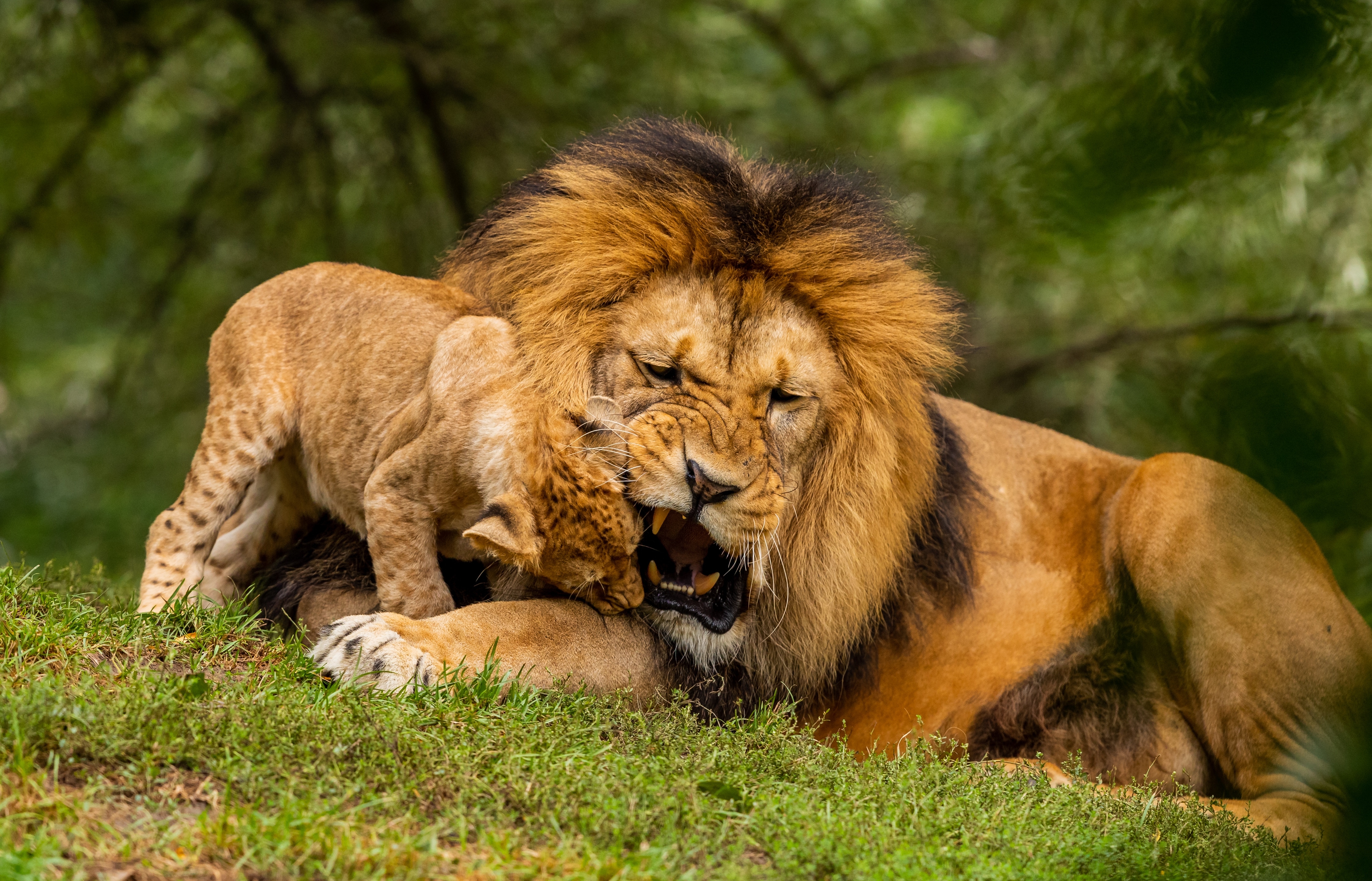 Сколько живут львы в дикой. Красивый Лев. Лев фото. Львы в дикой природе. Лев и Львенок.